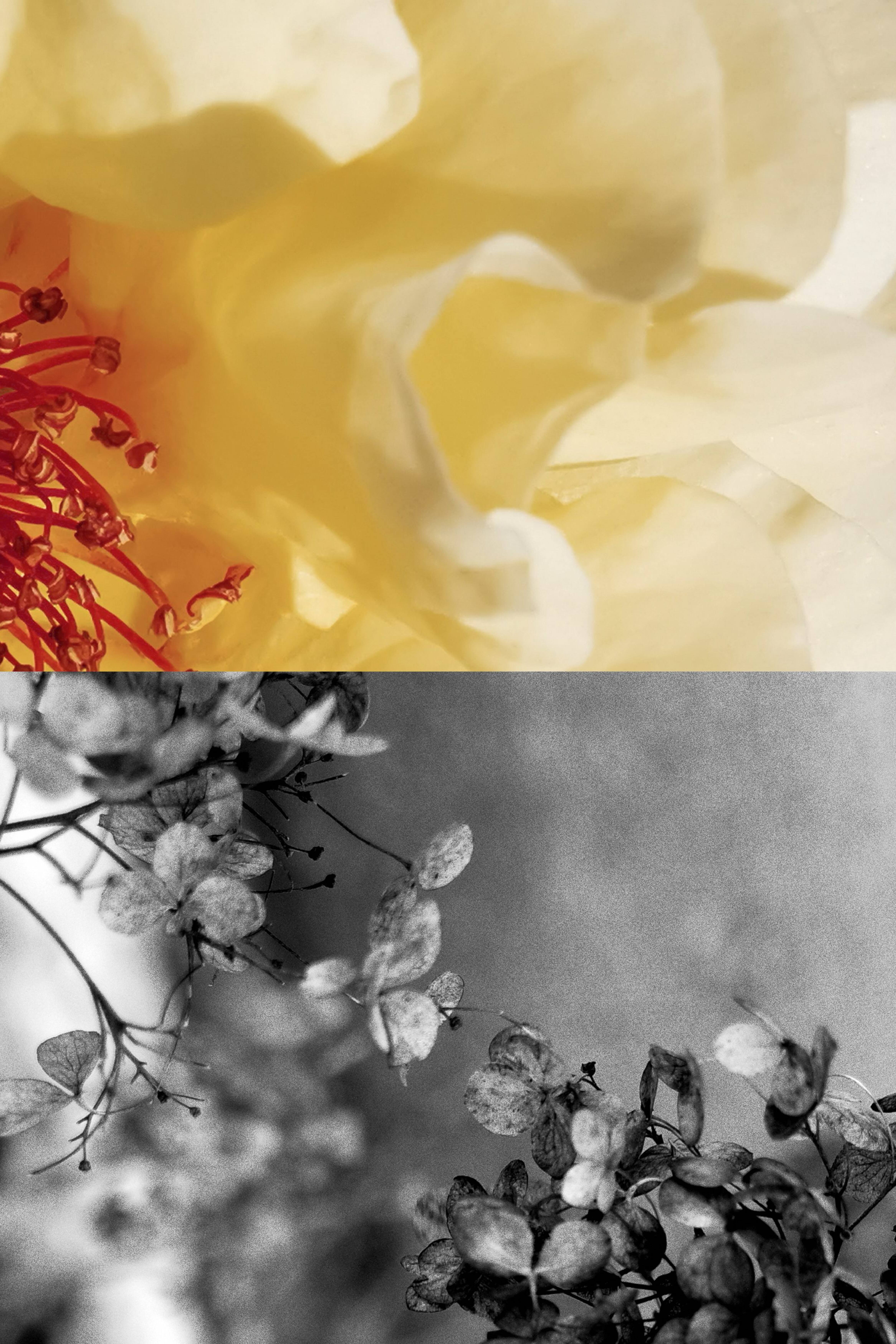 Collezione Eau de Toilette - Poem A Day