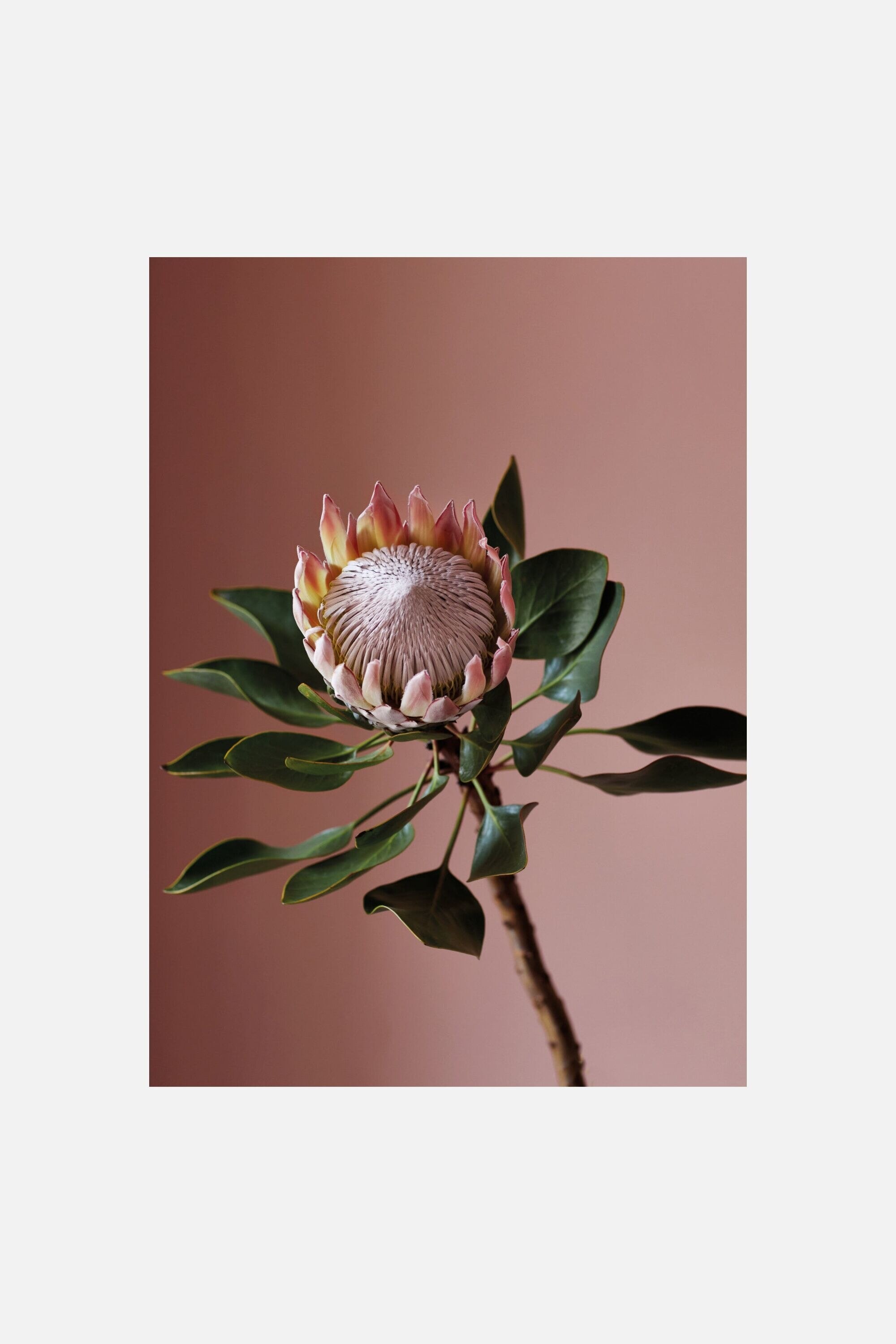 Poster & Frame - A Blooming Affaire - The Protea I - Flower - size: 30x40