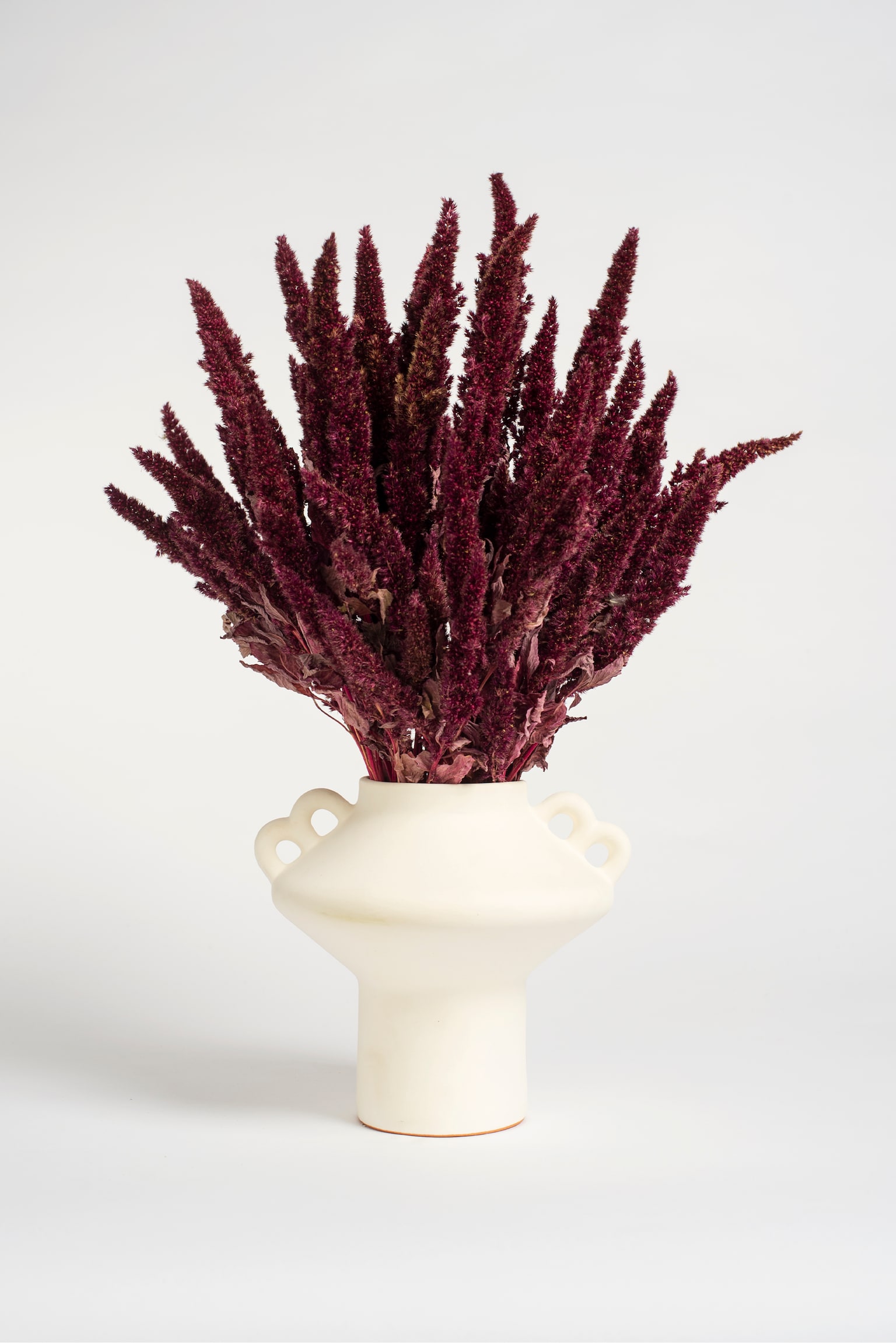 Amaranthus - 55cm - 1