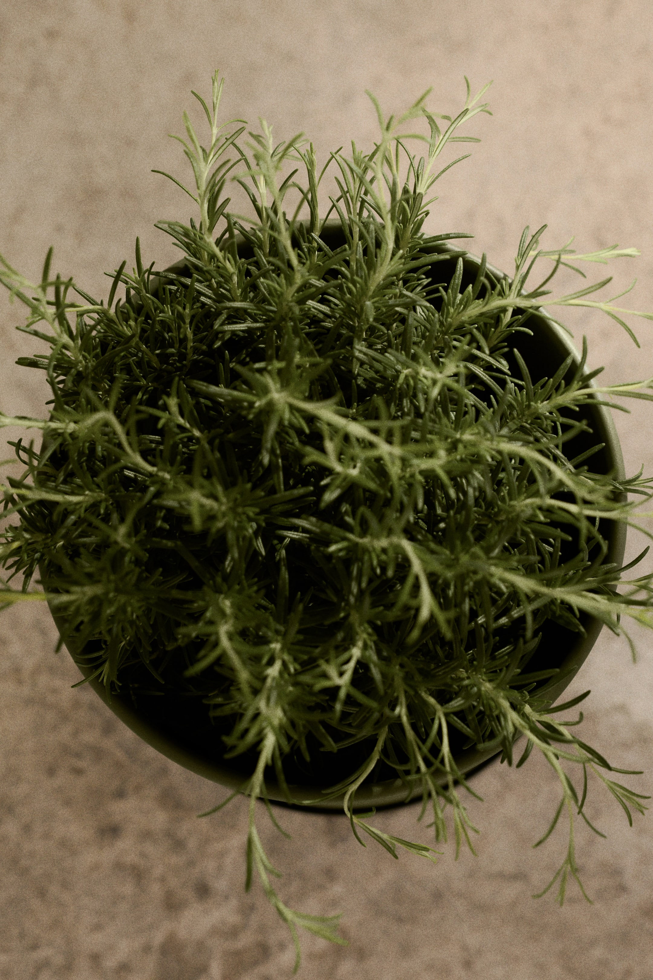 View larger image: A rosemary plant is densely filling a dark green round pot, viewed from directly above. Its numerous green needle-like leaves are extending upwards and outward, some spilling over the pot's rim.