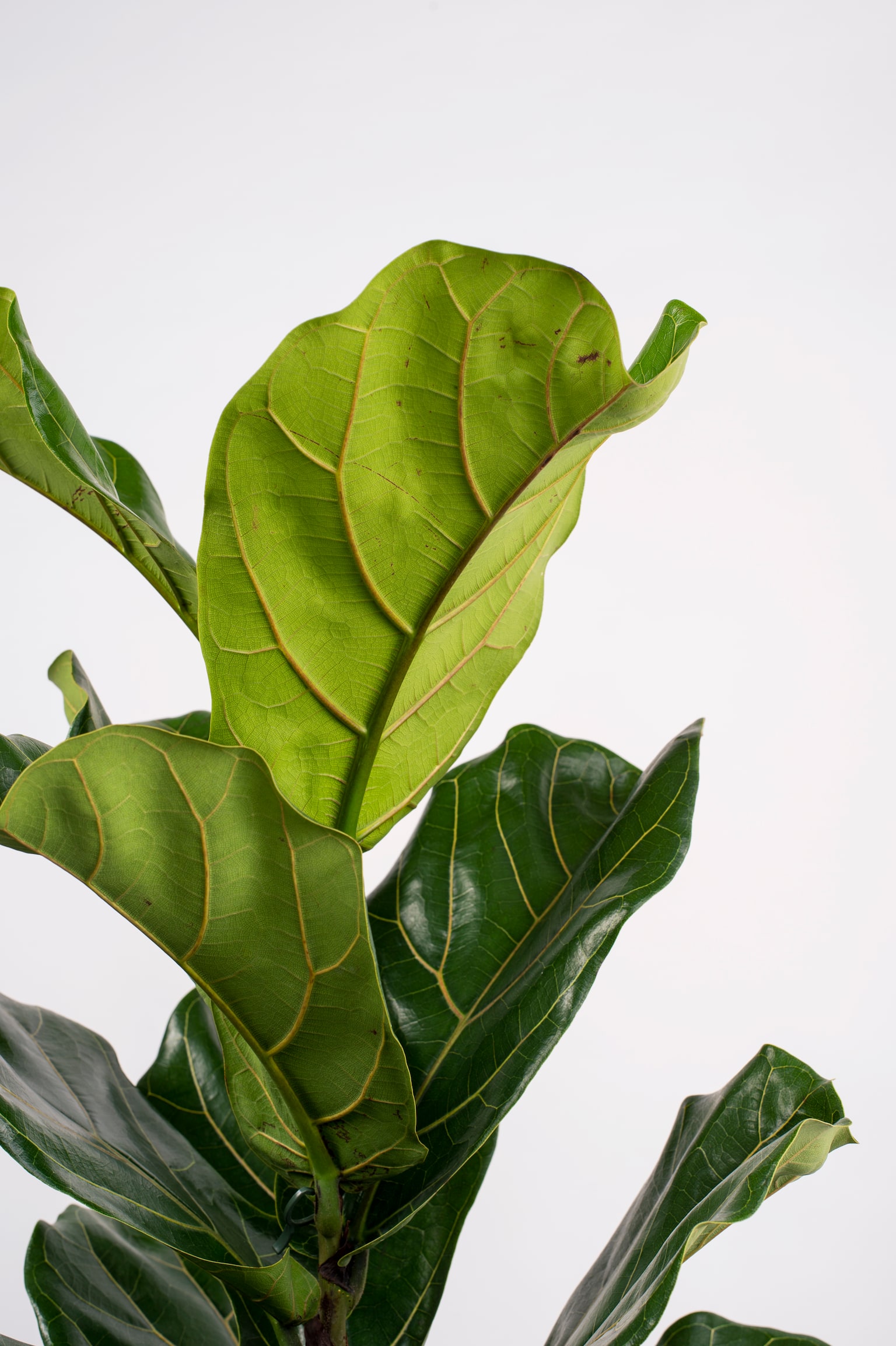 Fiddle Leaf Fig - H70cm - 2