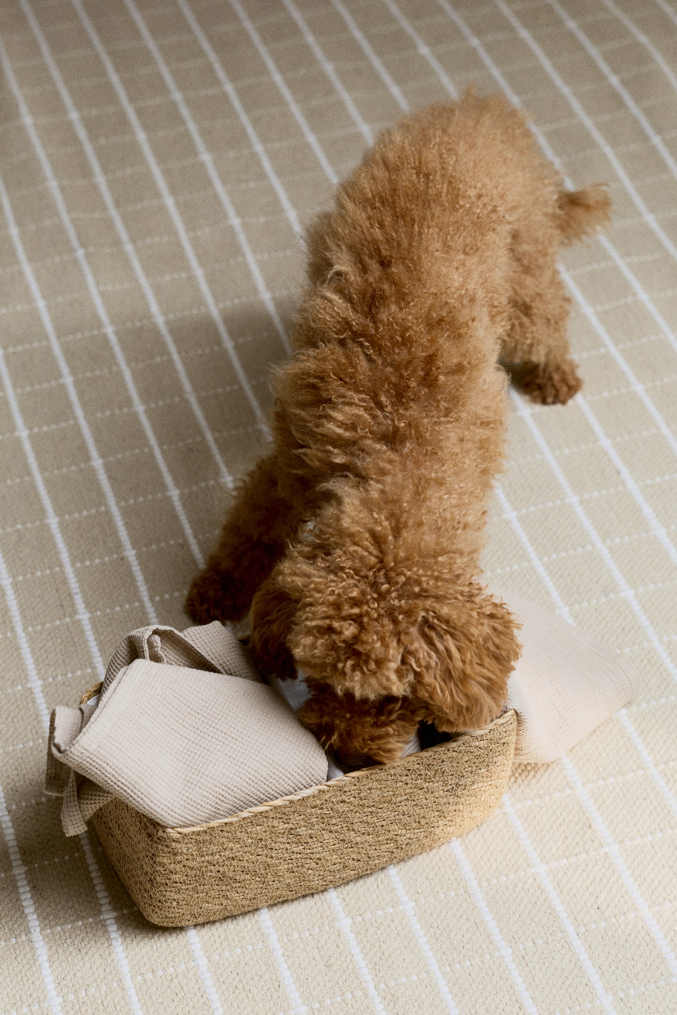 Agrandir l'image: Un panier rectangulaire en osier, vu d'un angle surélevé, contient un tissu tricoté en maille gaufrée de couleur claire, avec un petit chien marron qui renifle dans le panier pour interagir avec le tissu.