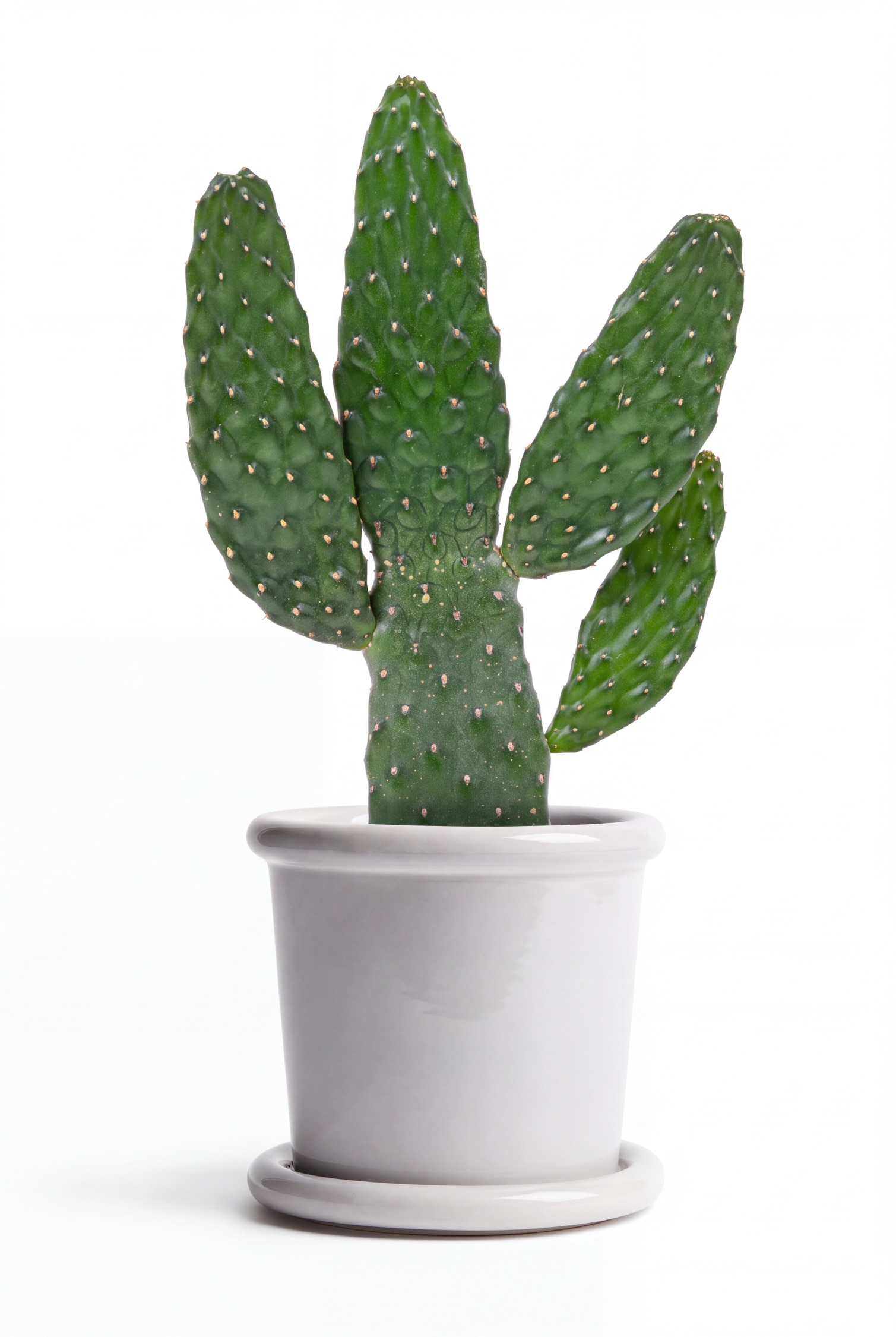Une table d’appoint rectangulaire en bois clair est présentée en angle trois quarts, avec un plateau lisse, des pieds carrés droits et une étagère inférieure ouverte. La table supporte un cactus en pot, des bols en céramique et des livres, mettant en valeur son veinage naturel du bois et sa structure minimaliste.