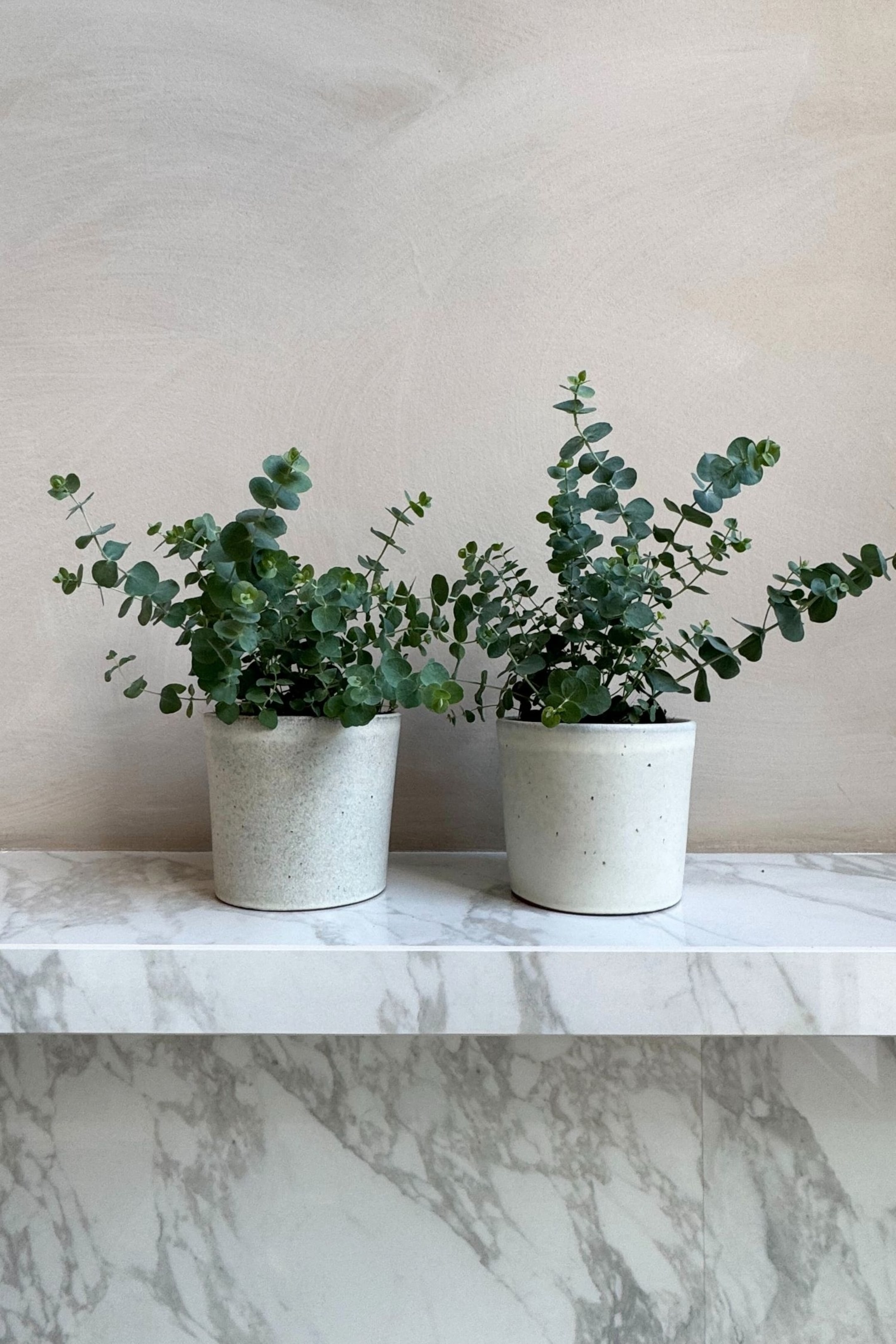 Visualizza immagine più grande: Due piante di eucalipto in vaso si trovano fianco a fianco, ciascuna esibendo numerose piccole foglie tondeggianti di colore verde-bluastro su steli sottili. Sono alloggiate in vasi cilindrici di ceramica, con il vaso a sinistra di colore grigio chiaro e maculato, e quello a destra di colore bianco sporco e maculato.