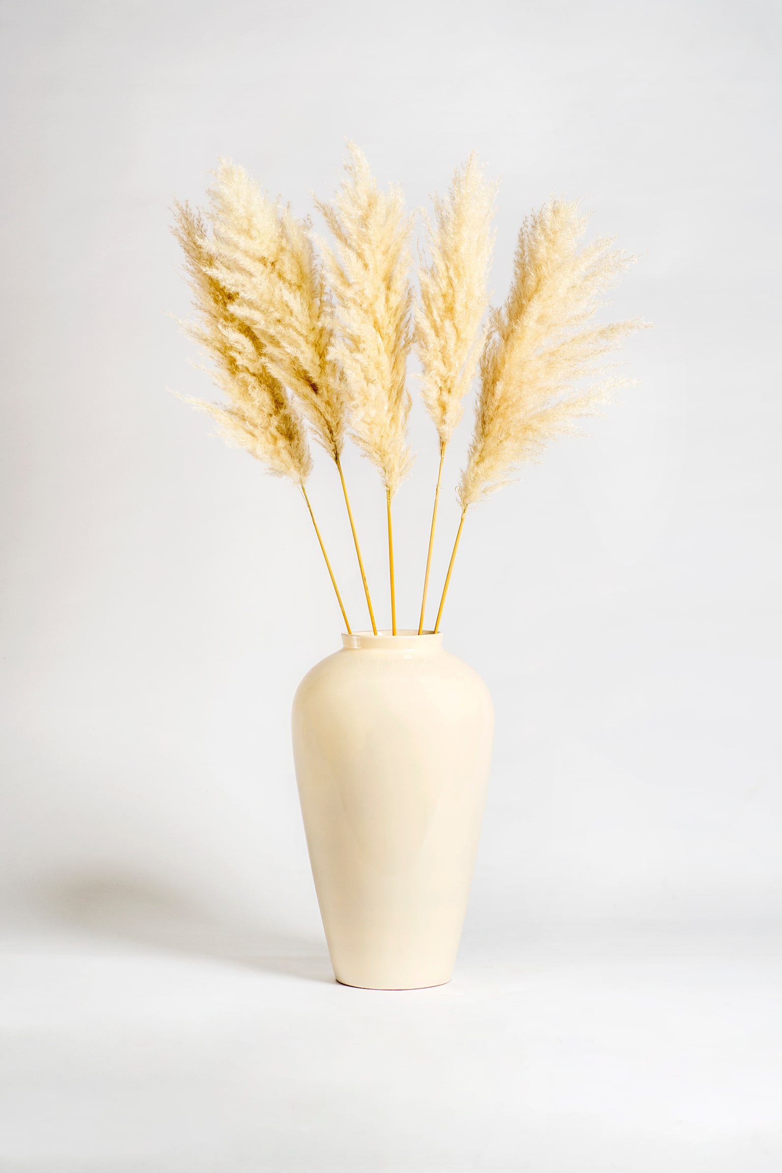 Large Pampas - 115cm - 1