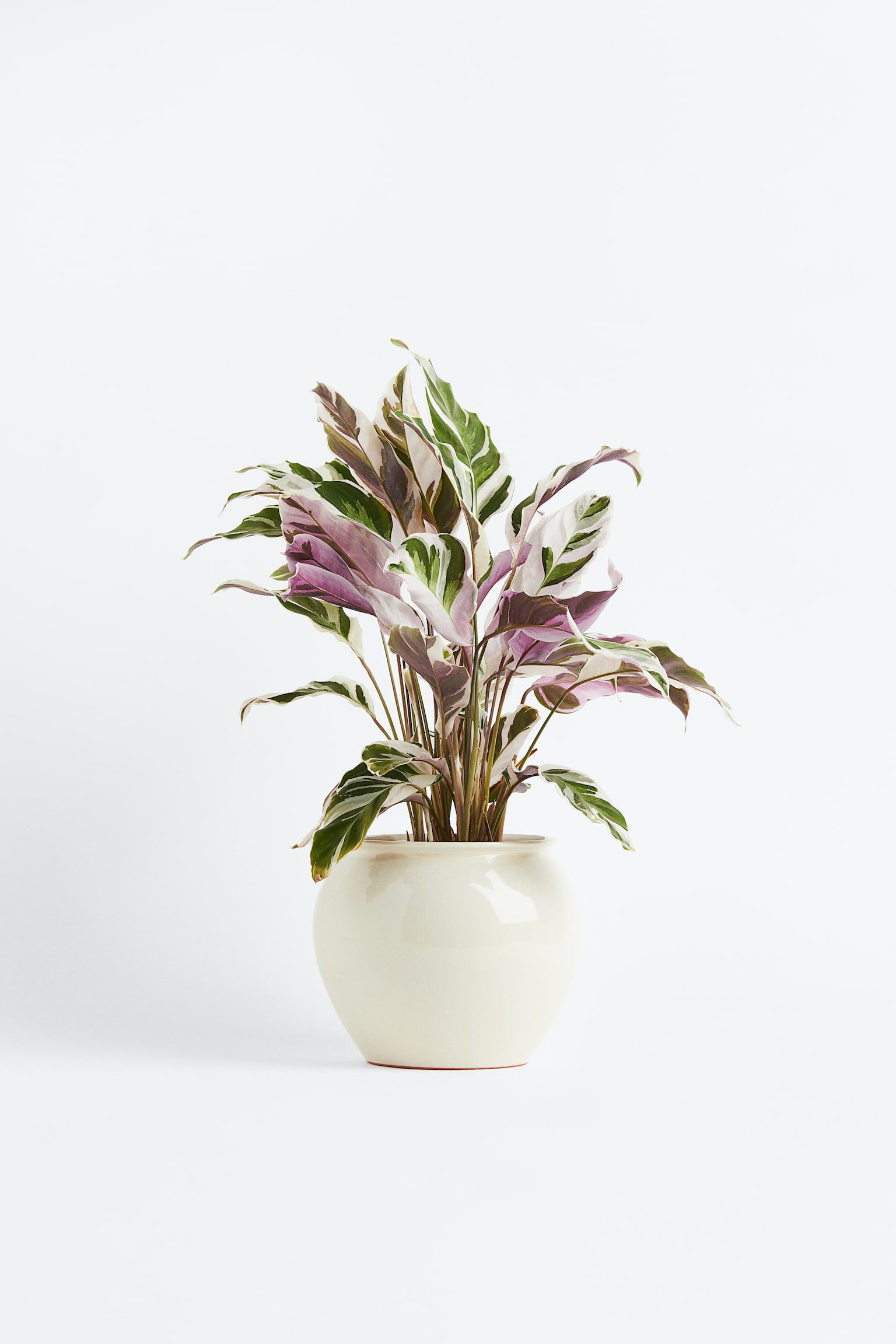 Calathea Fusion White - H 30cm - 1