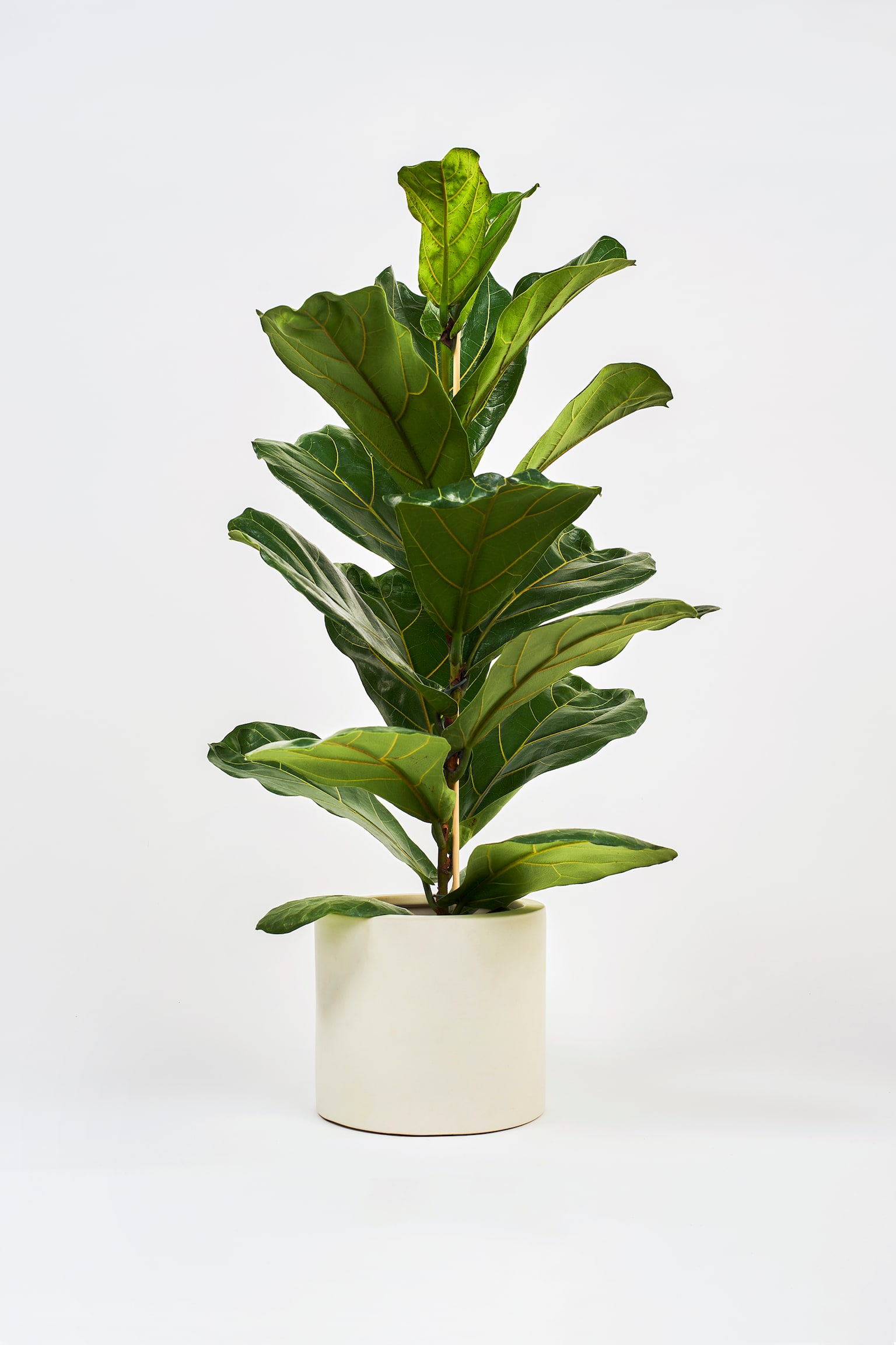 Fiddle Leaf Fig - H70cm - 1