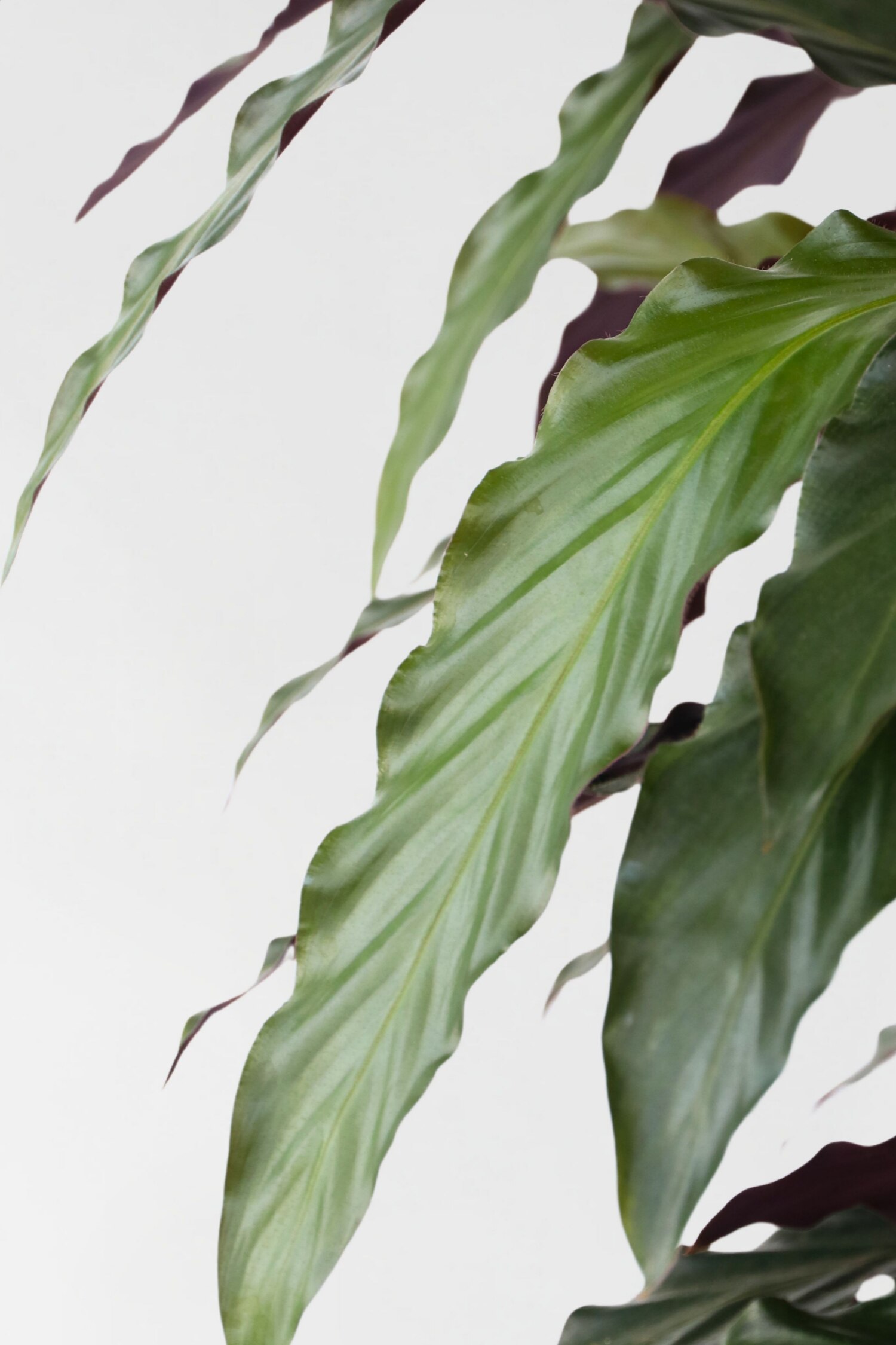 monstera deliciosa katzenfreundlich Monstera Deliciosa | Kaufen Sie seltene Pflanzen online main image 0