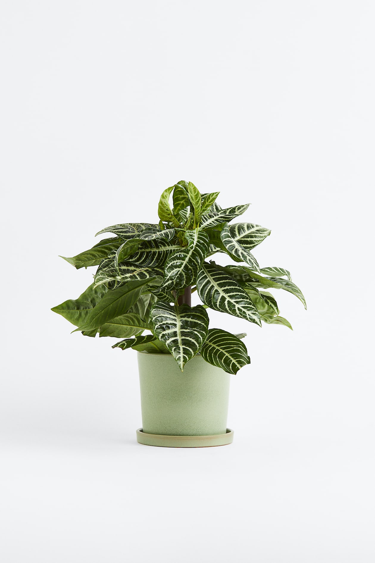 Plant In A Box - Set De 2 Aphelandra Zebra Plant - Plantes D Interieur Pot 13cm Hauteur 25 45cm Plant In A Box - Set De 2 Aphelandra Zebra Plant - Plantes D Interieur Pot 13cm Hauteur 25 45cm