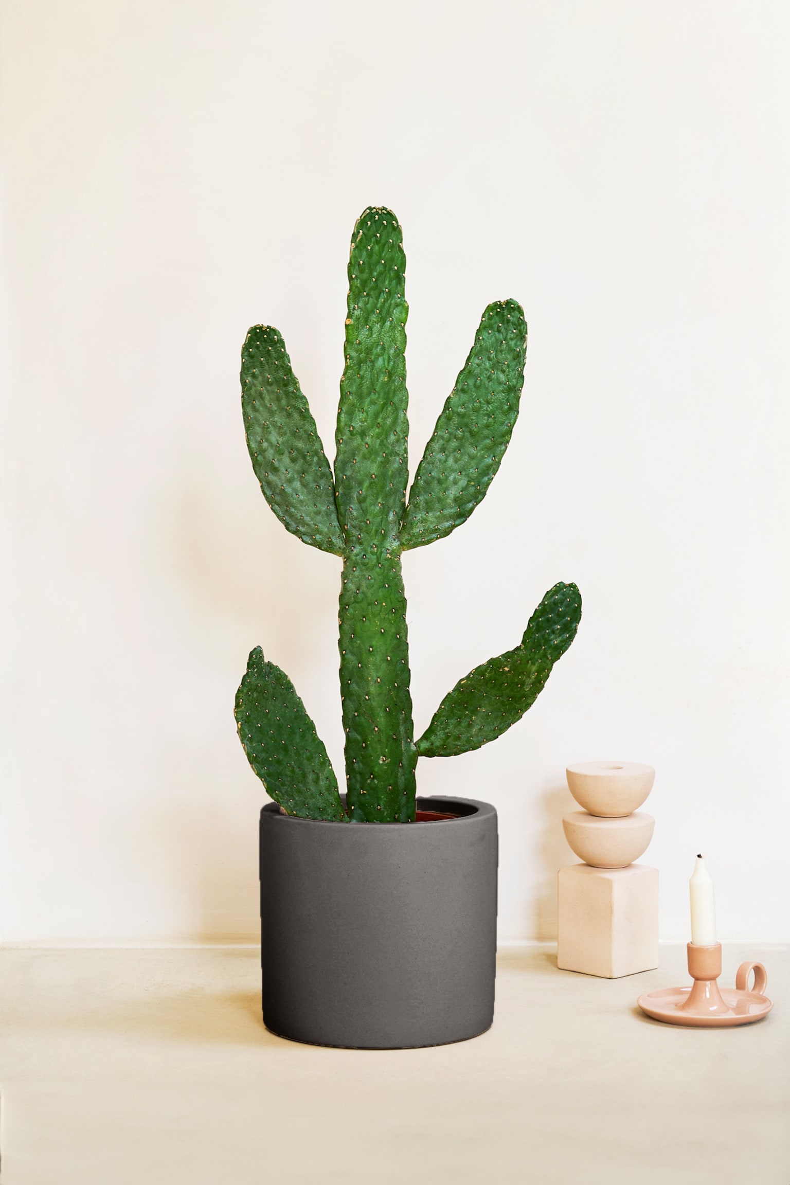 Cowboy Cactus - H60cm - 2