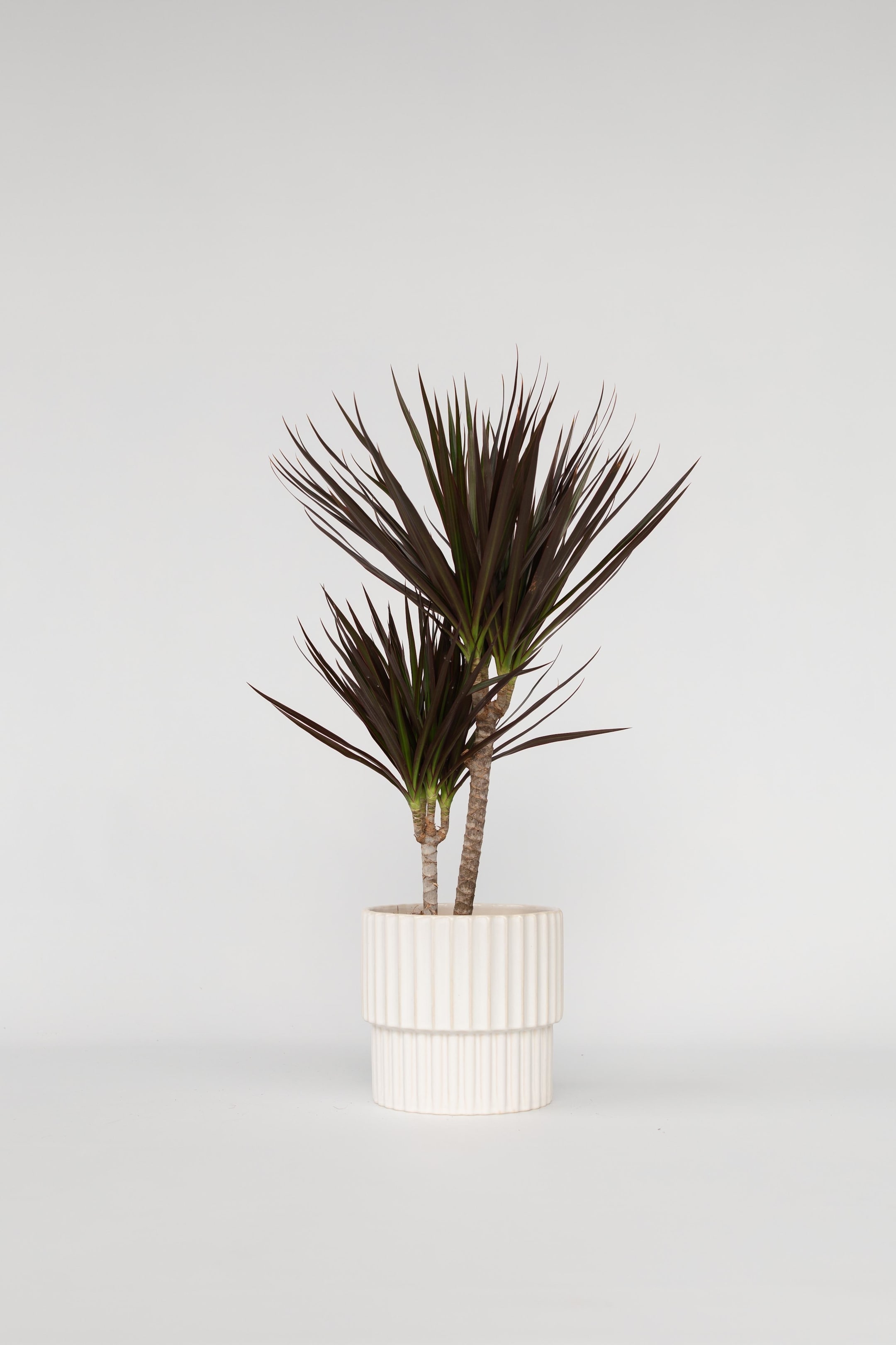 View larger image: Dragon Tree Dracaena Magenta - H 70cm - Plant in a Box - Home All | H&M GB 1