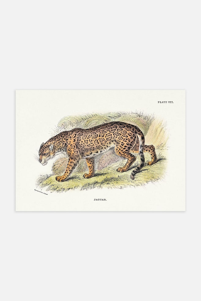 Jaguar Poster - Beige - 1