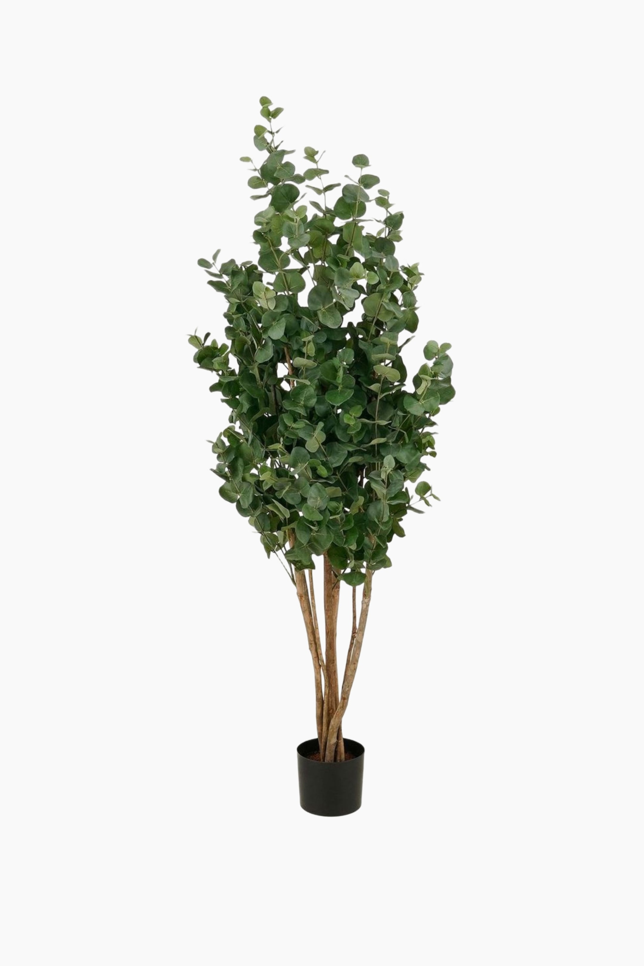 Se større billede: En kunstig eucalyptusplante står oprejst med adskillige afrundede grønne blade, der er samlet på slanke brune stængler, der kommer fra en sort cylindrisk potte.