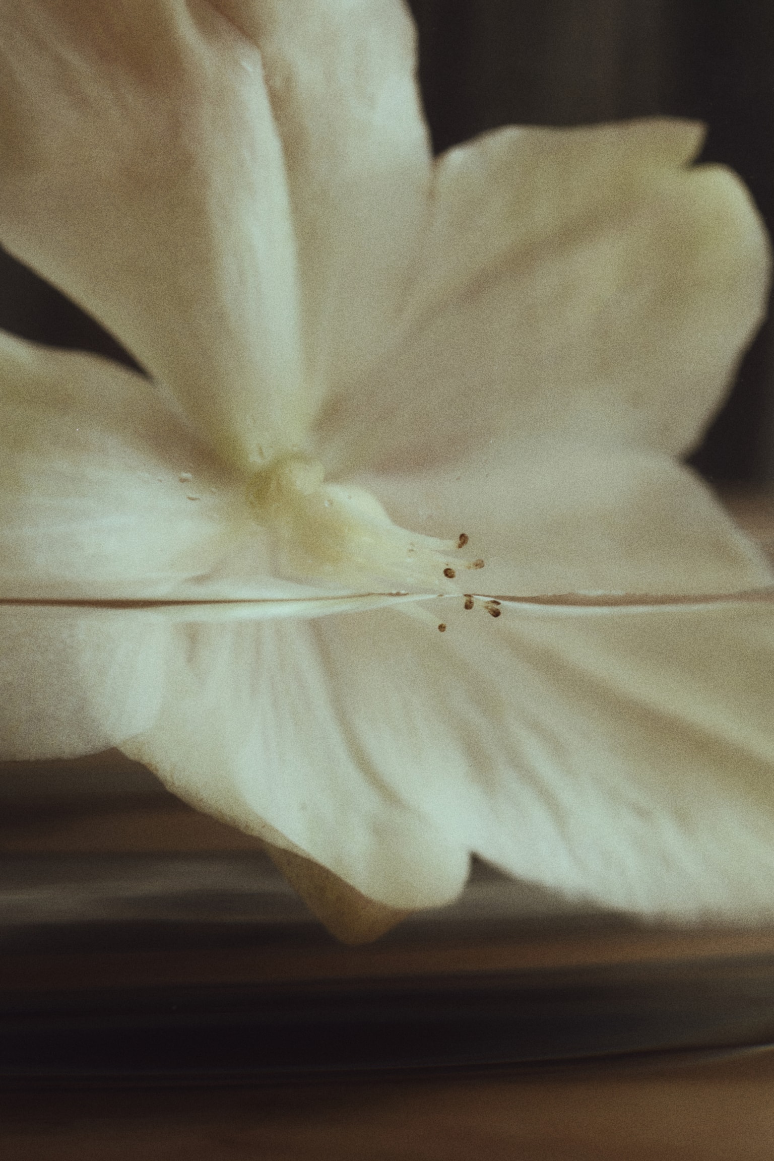 אגרטל קומות גדול - שקוף/חום מאובק/ורוד/קרם - 5