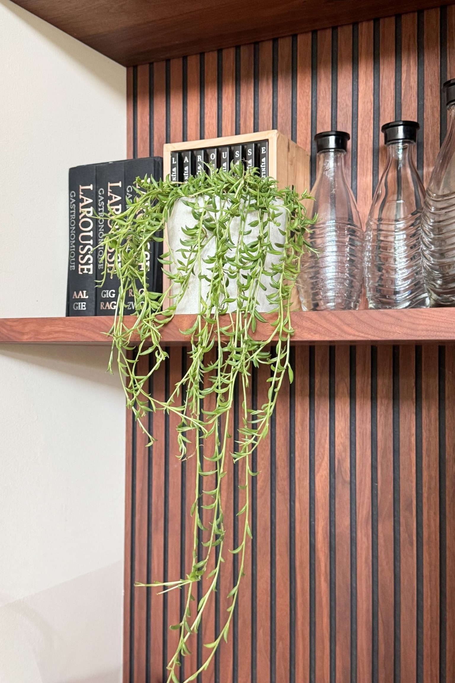 Senecio Radicans - String Of Bananas - H 10cm - 3