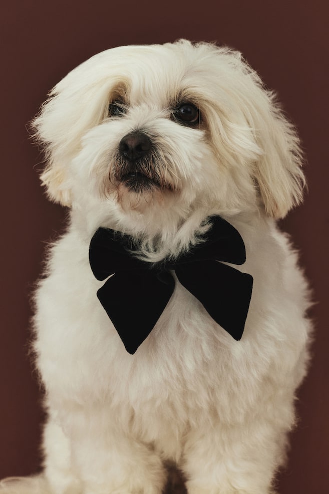 Dog Bow Tie - Black/Red - 2