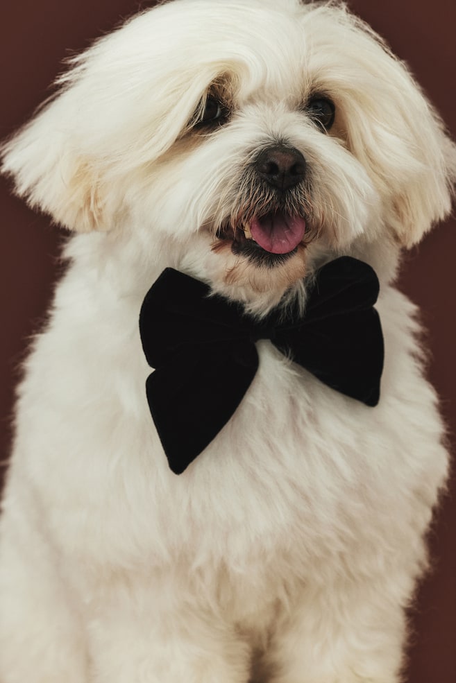 Dog Bow Tie-Black - 4