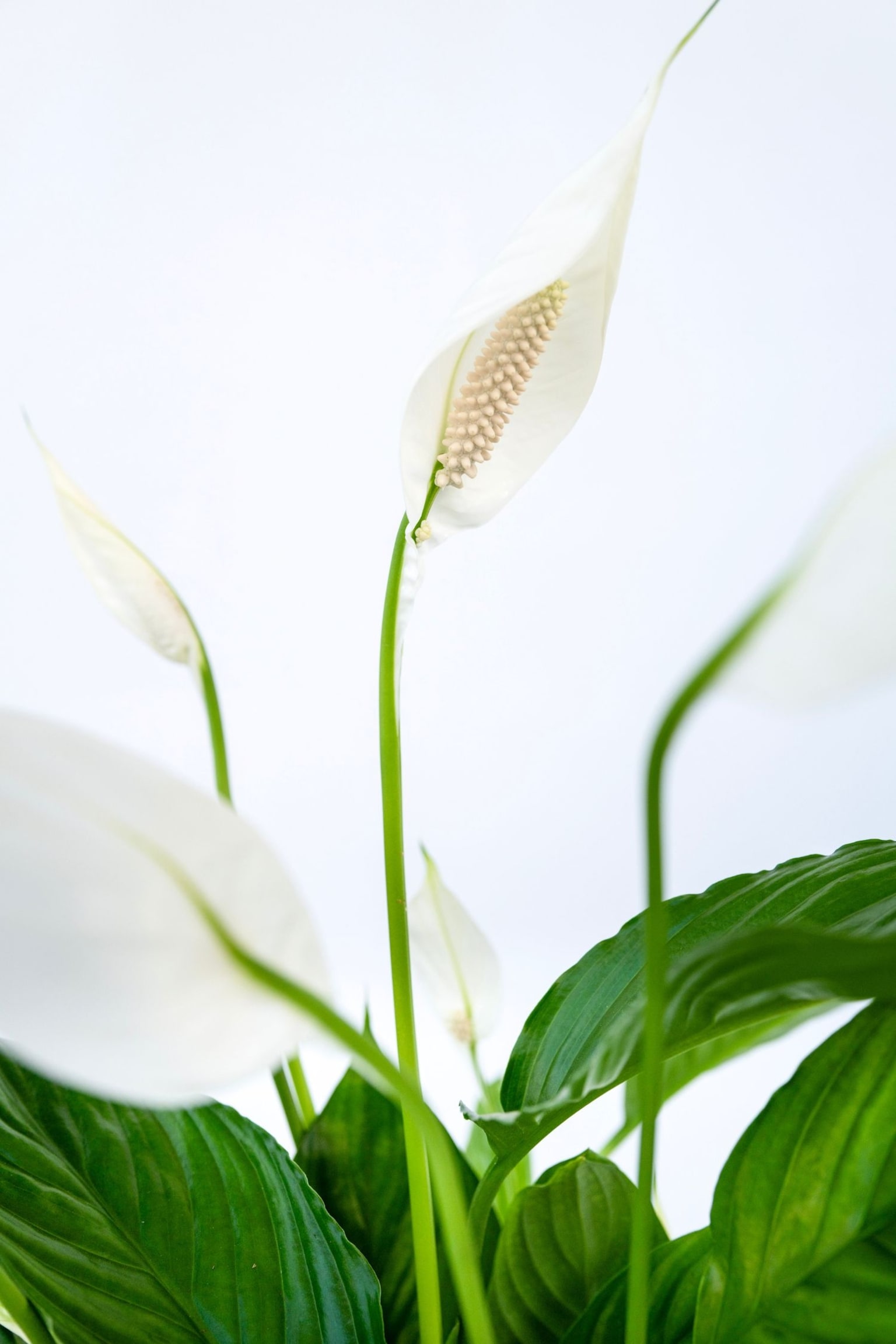 Spathiphyllum Peace Lilly - Friedenslilie - H 60cm - 2