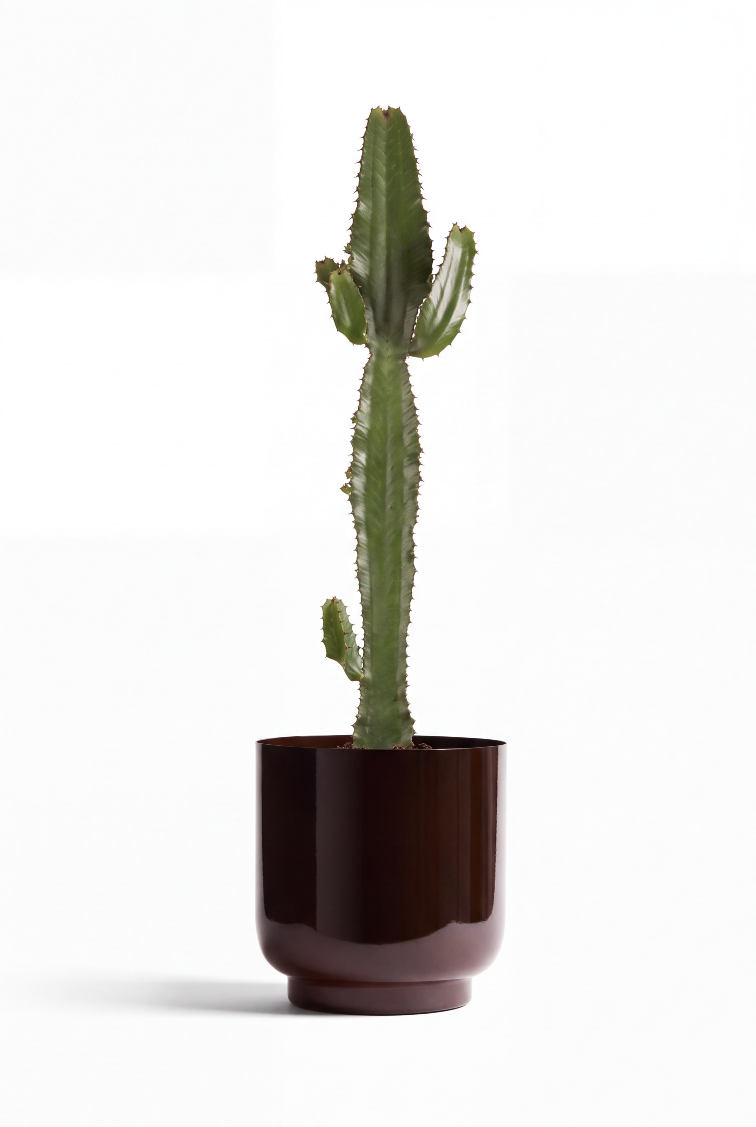 Euphorbia Xxl