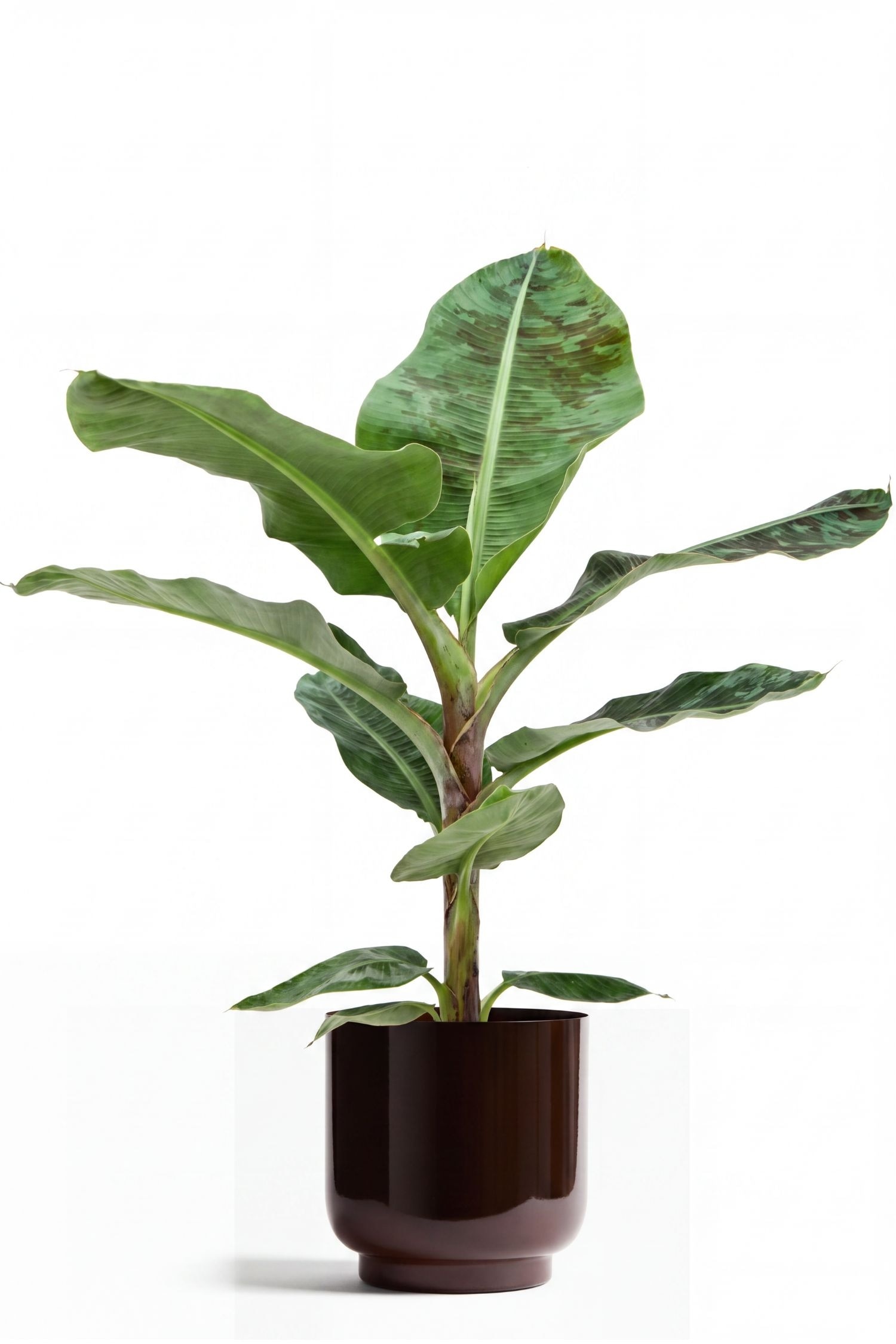 Banani giapponesi Musa Cavendish - H 90cm
