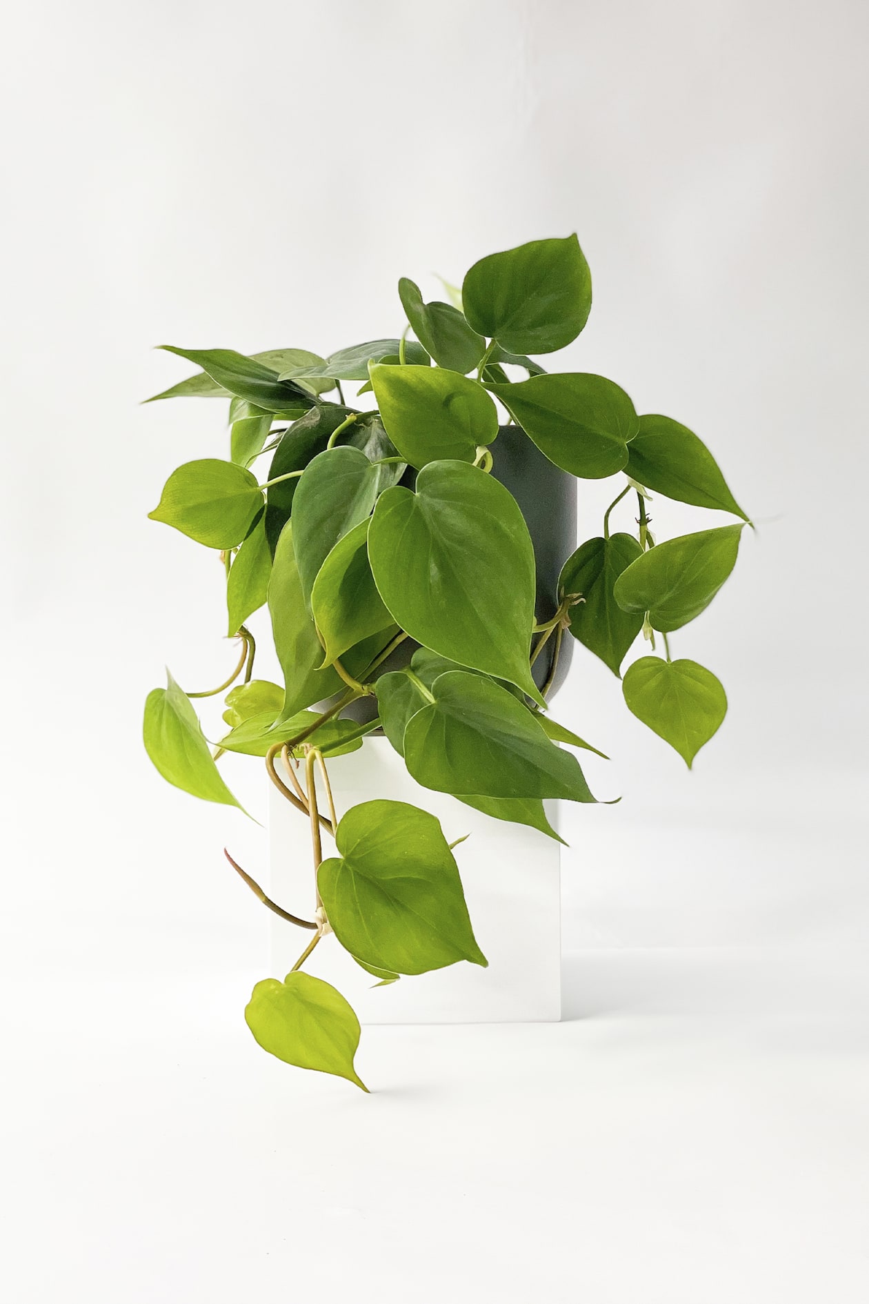 9+ Hanging Philodendron Plant H30cm Hanging Philodendron at H&M Home | H&M GB