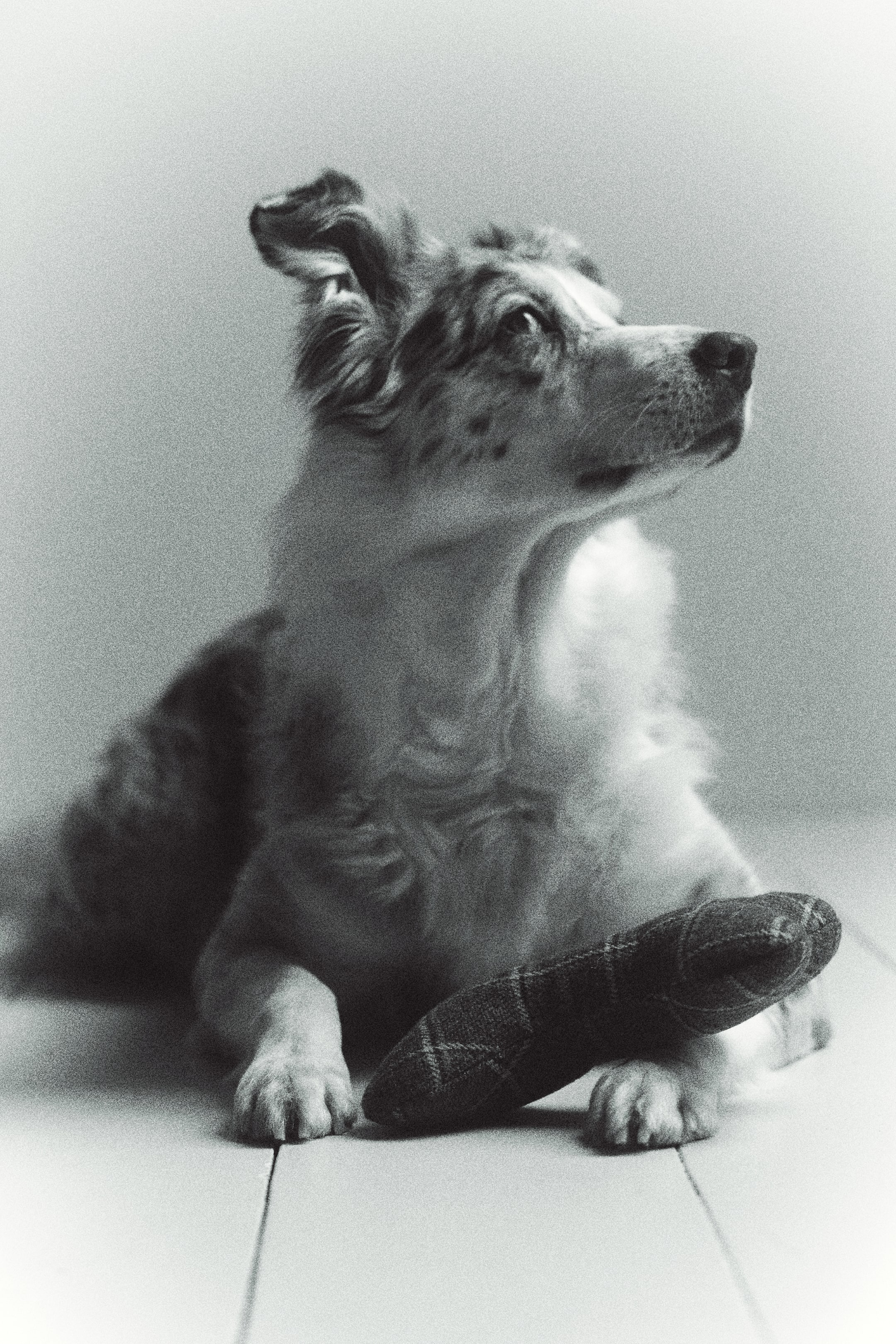 View larger image: A padded, bone-shaped pet toy made from a dark, patterned woven fabric is resting on the floor in front of a dog’s paws as it lies down. The toy features a rounded, stuffed structure with visible stitched seams.