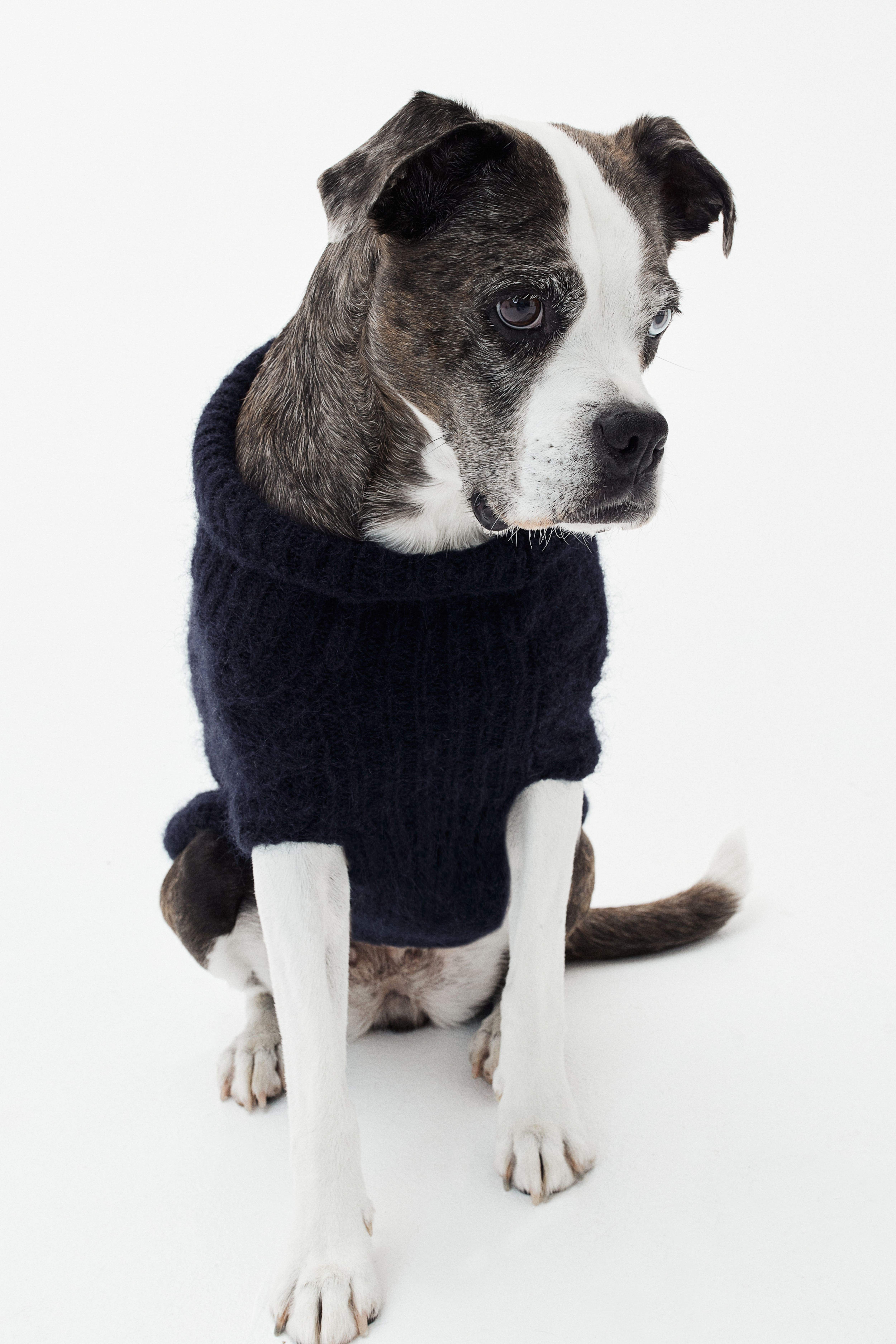 Cable knit Dog Sweater