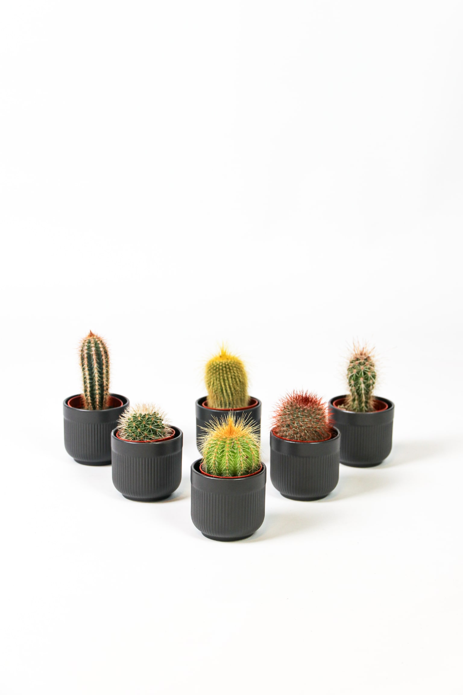 Cactus - Set Av 6 - H 5cm - 1