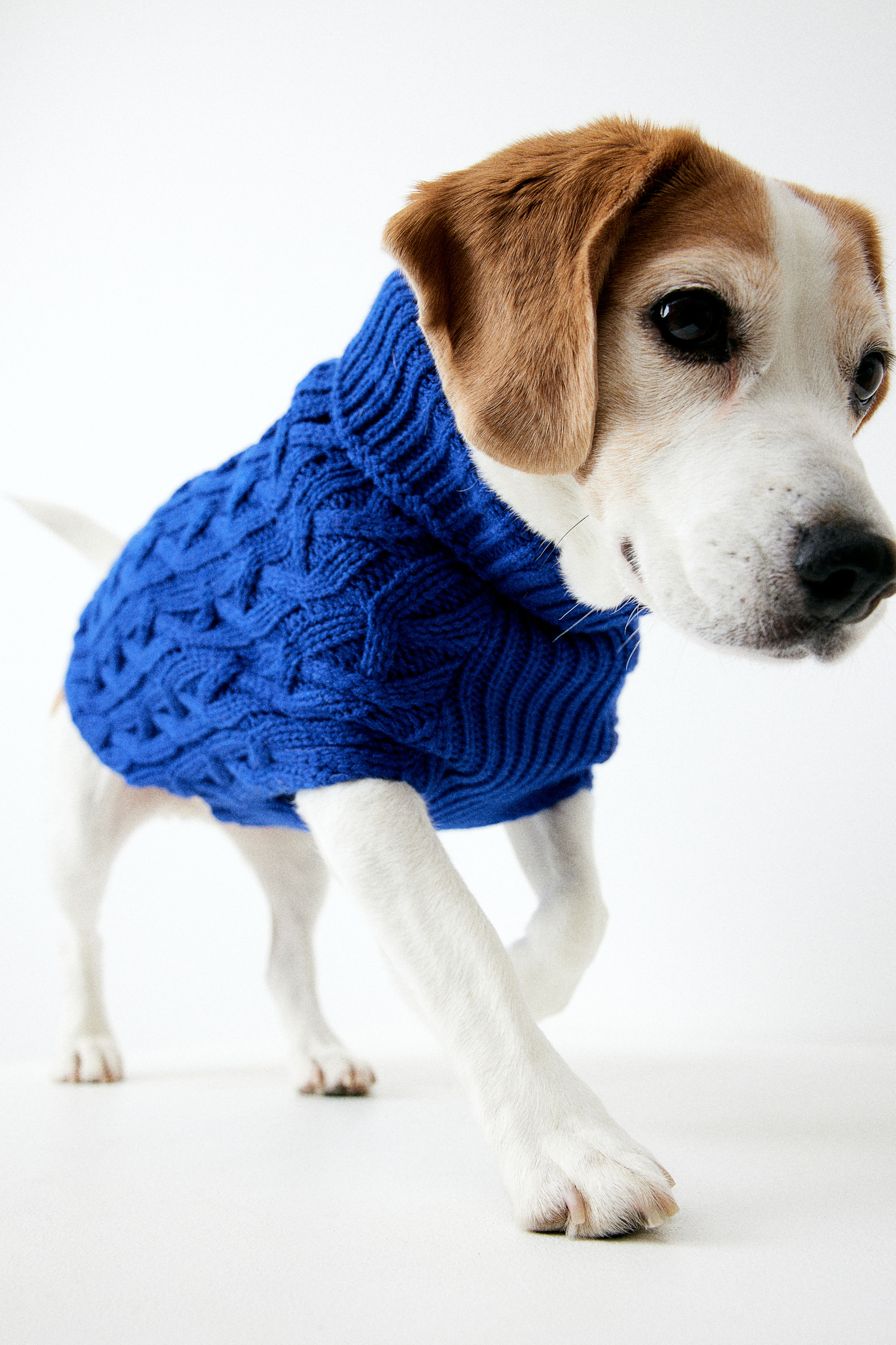 Dog Clothes | Fashion unleashed | H&M CA