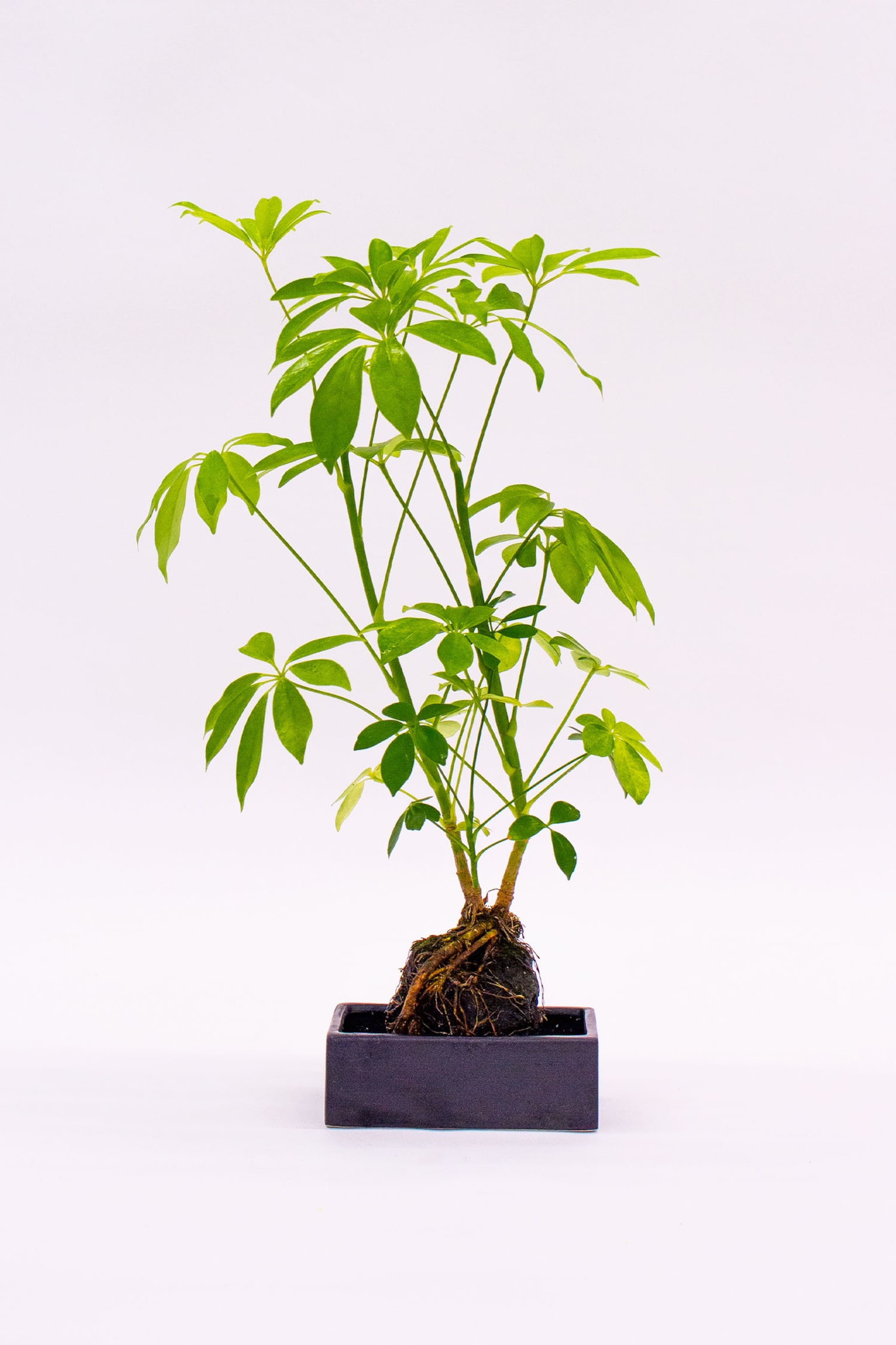 Schefflera On Lava - H50cm - 1