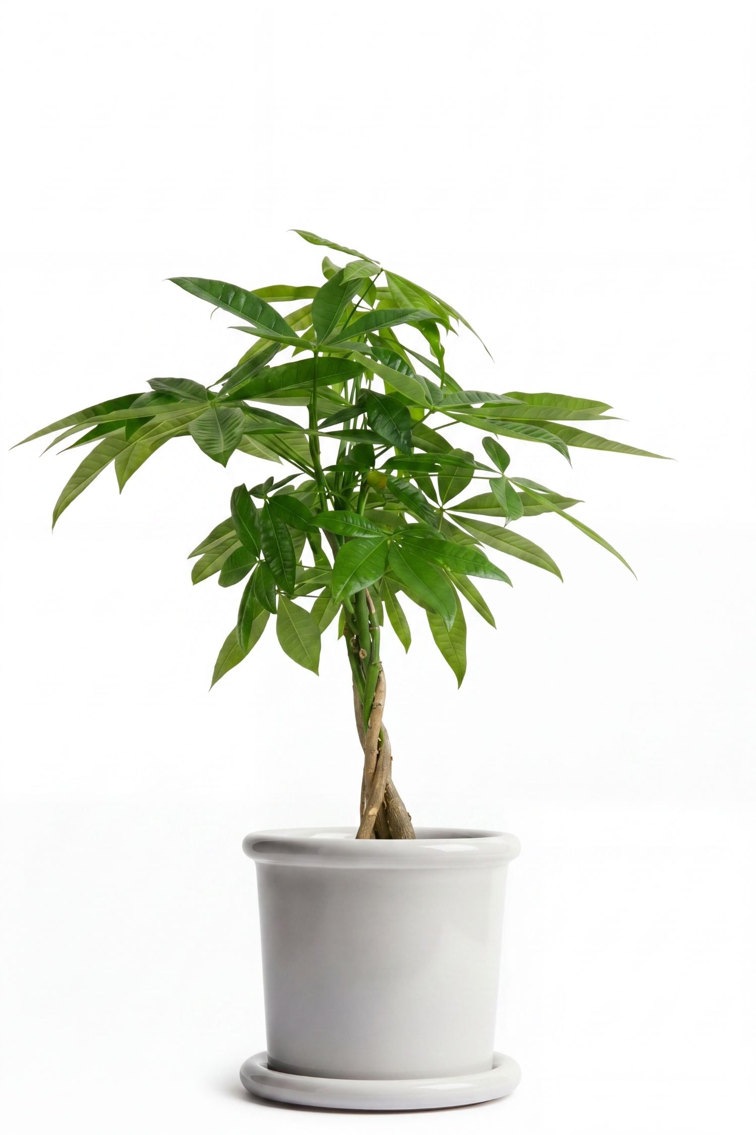 Pachira Castagno della Guyana - H 60cm