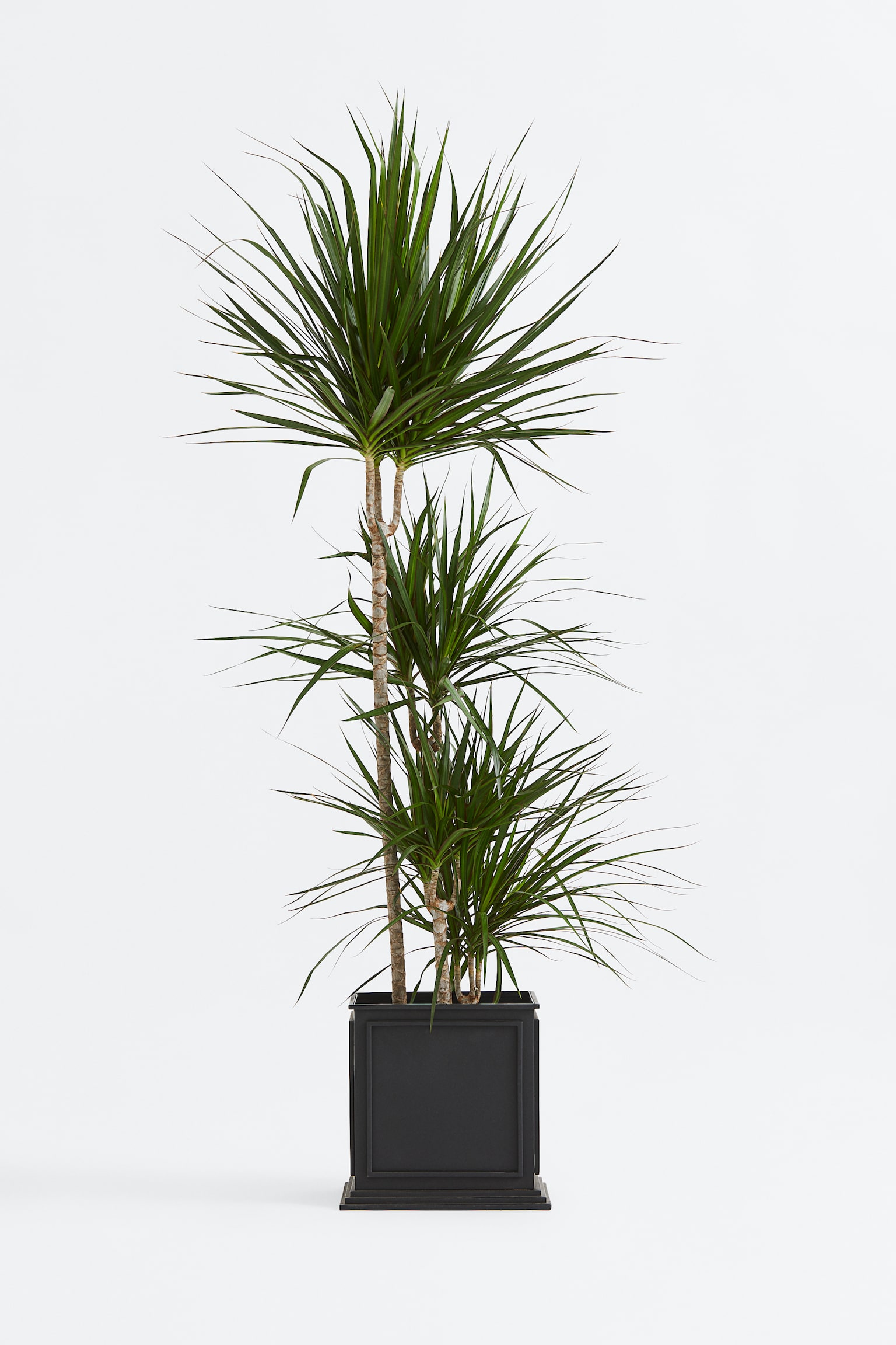 Dracaena Marginata - H 150cm - 1