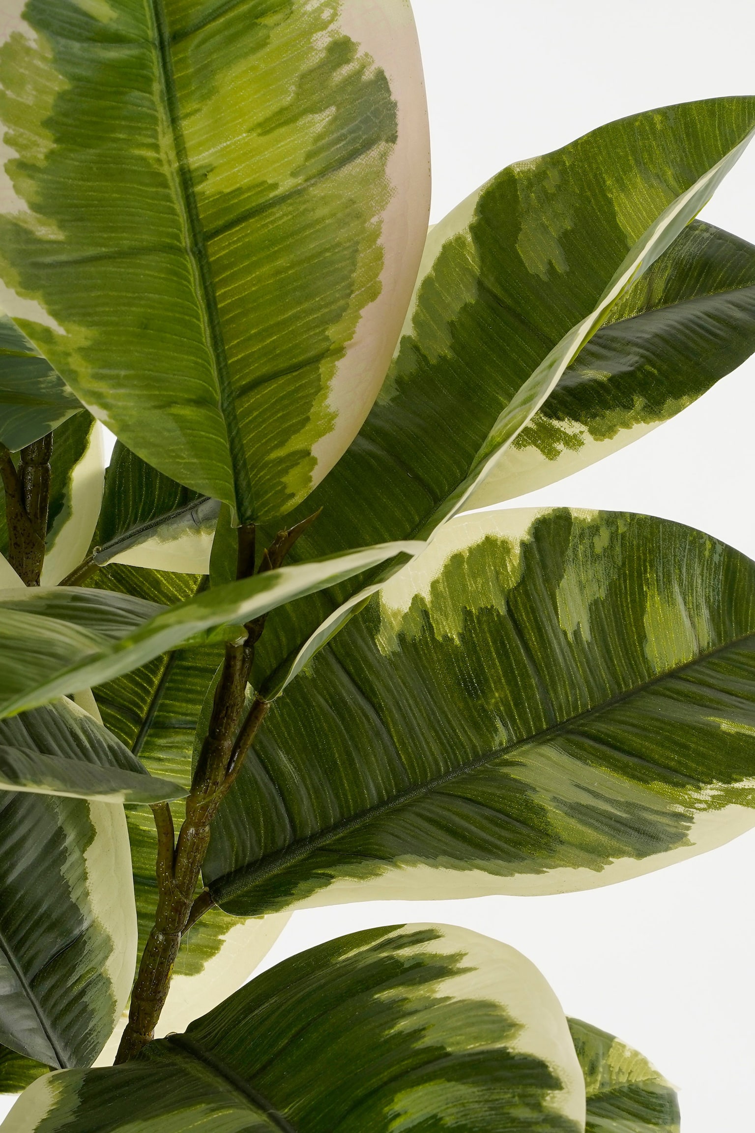 La plante caoutchouc : une plante verte facile à entretenir