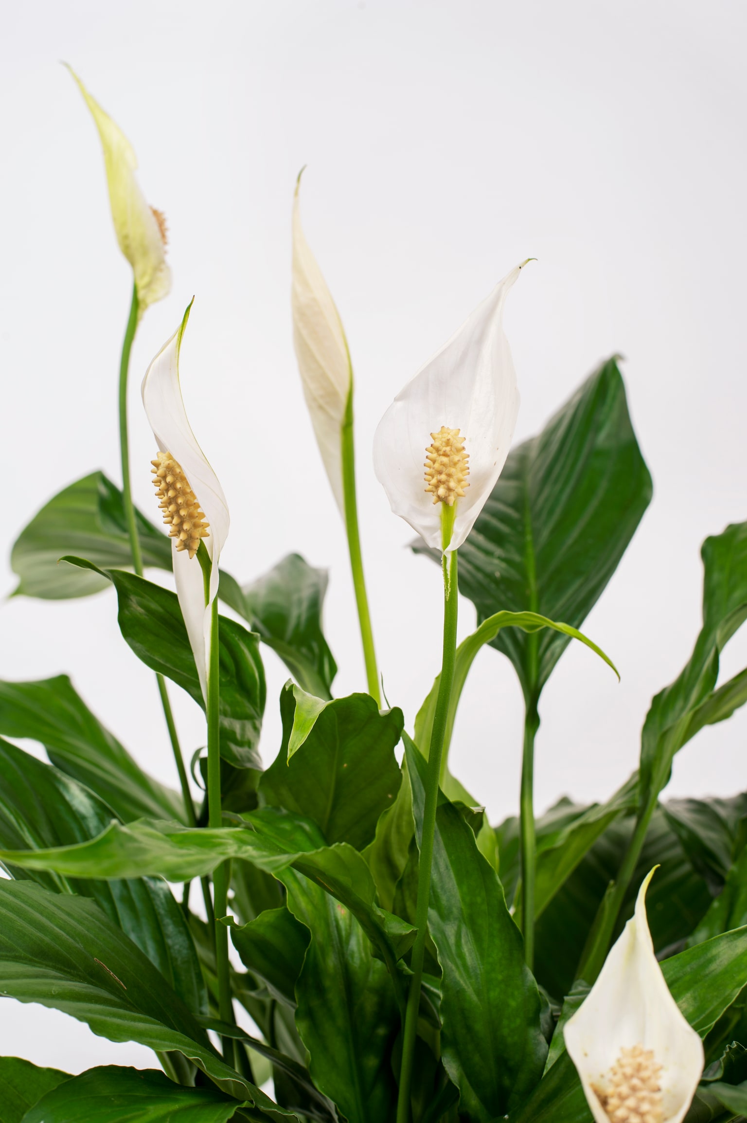 Peace Lily - H70cm - 2