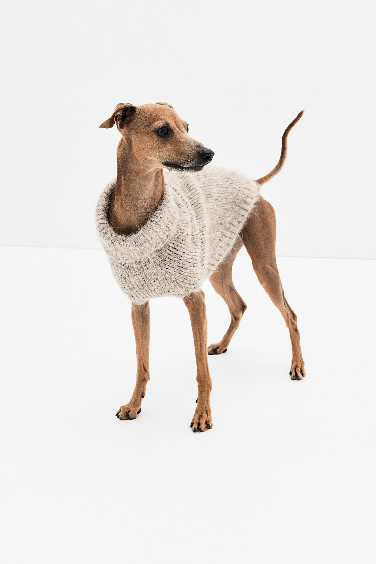 Fluffy-knit dog jumper - ライトベージュメランジ - 4