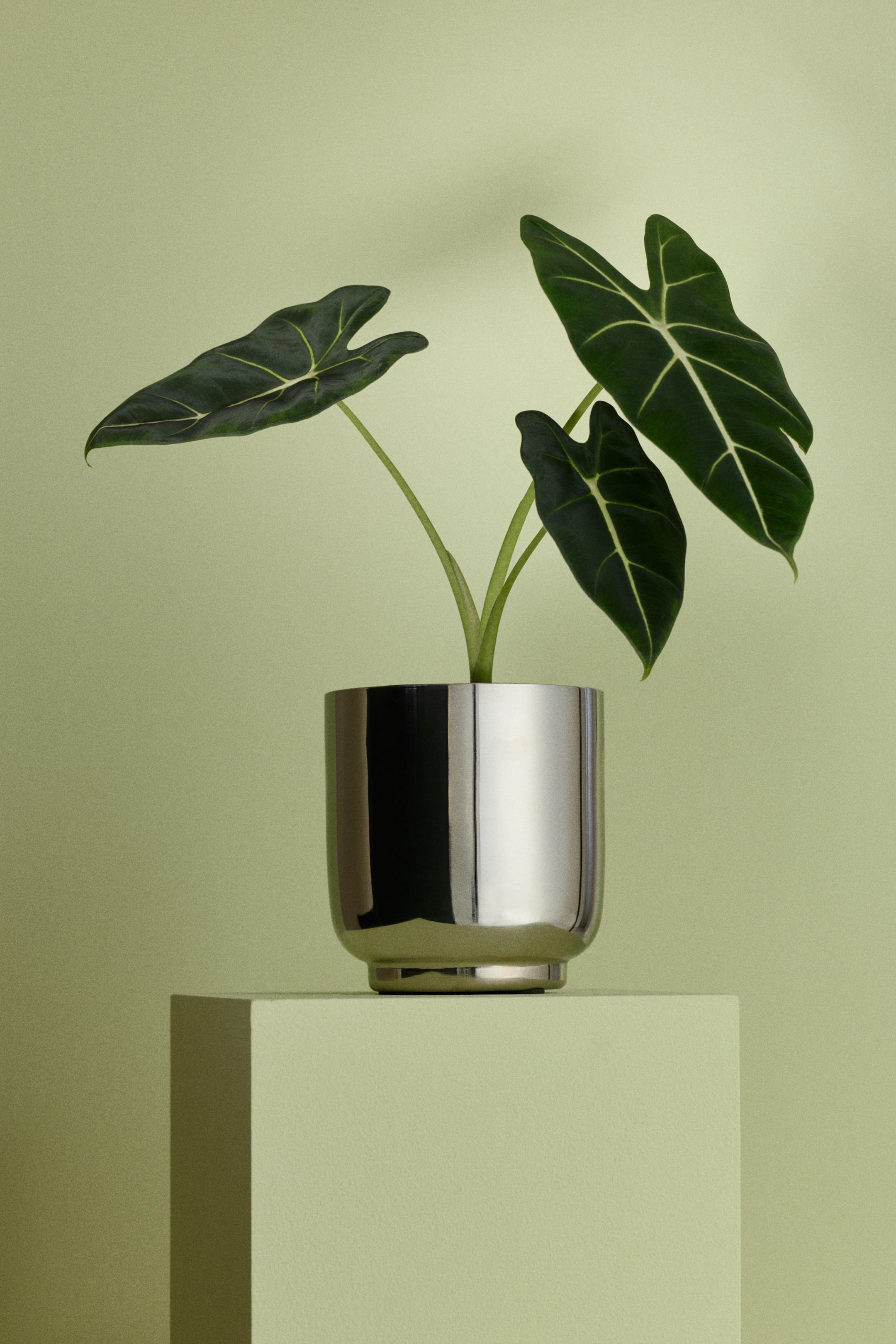 Agrandir l'image: Un pot métallique cylindrique contient une plante et est orienté vers l'avant. Il présente une finition brillante et une base légèrement effilée. La plante arbore de grandes feuilles vert foncé avec une nervation claire et prononcée.