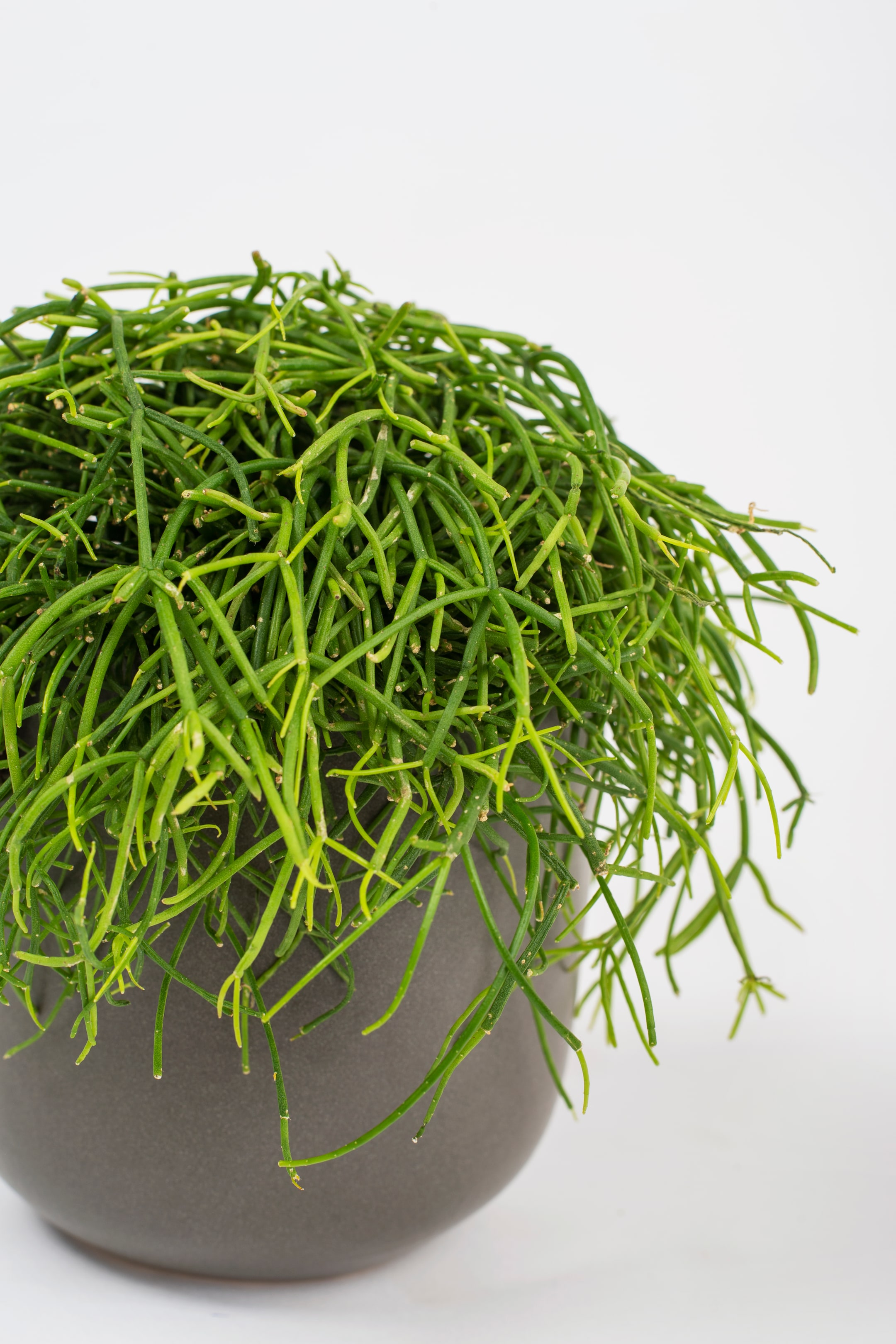 View larger image: Mistletoe Cactus - H40cm - Beards & Daisies - Home All | H&M GB 2