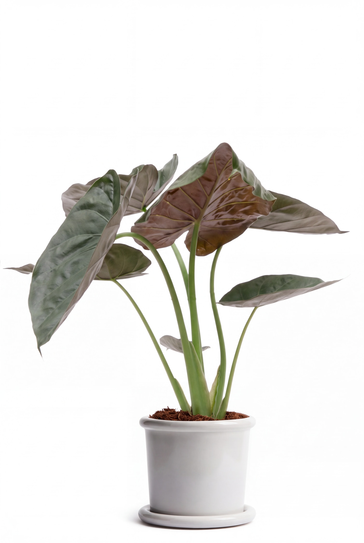 Una planta de Alocasia con grandes hojas de color verde oscuro en forma de corazón y el envés rojizo púrpura crece en una maceta de cerámica blanca con un plato a juego. La planta en maceta descansa sobre un pequeño taburete de madera de color claro, mostrando sus tallos verdes erguidos y su frondoso follaje.