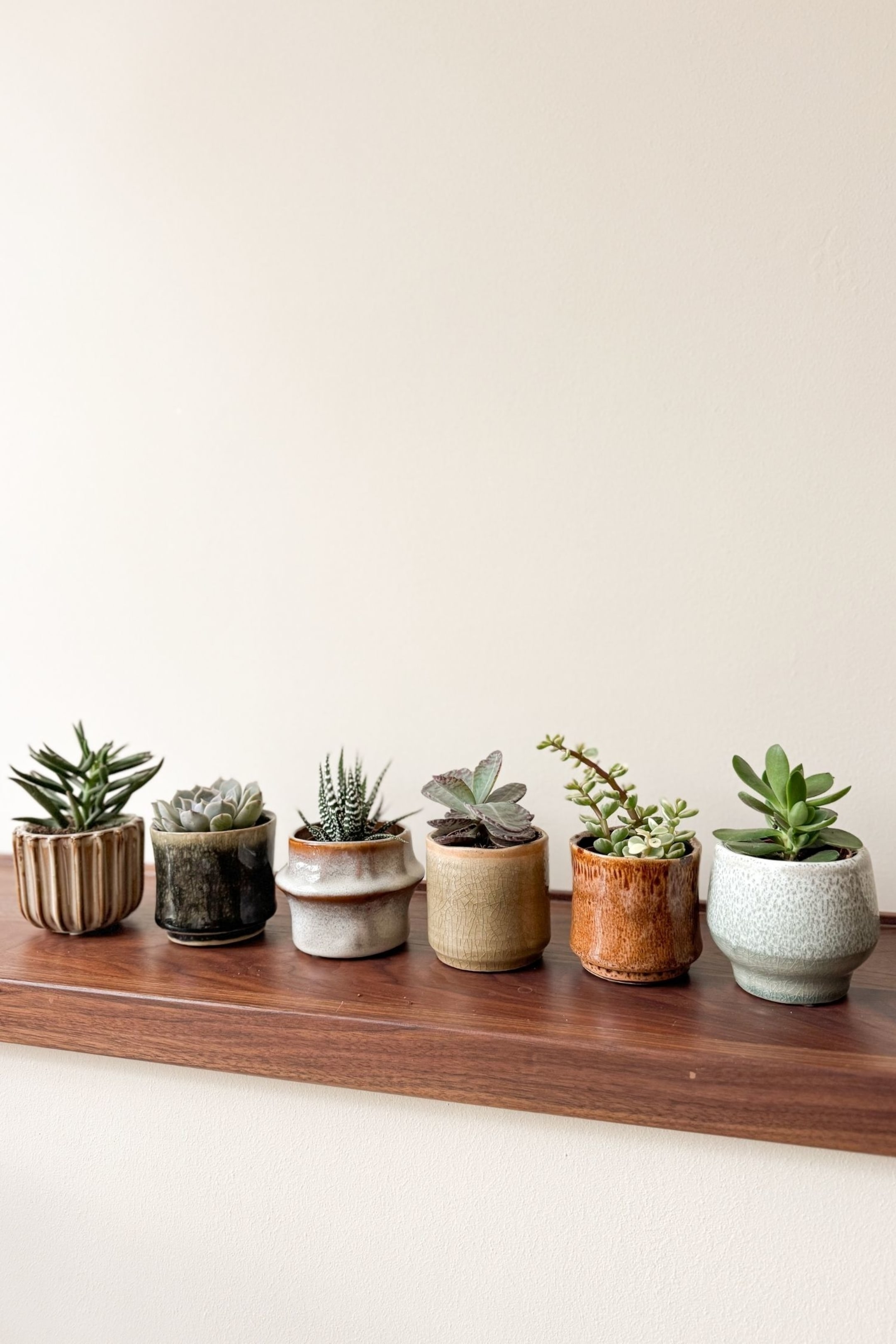 Agrandir l'image: Succulent - Set De 6 - H 5cm - Plant in a Box - Home All | H&M FR 2