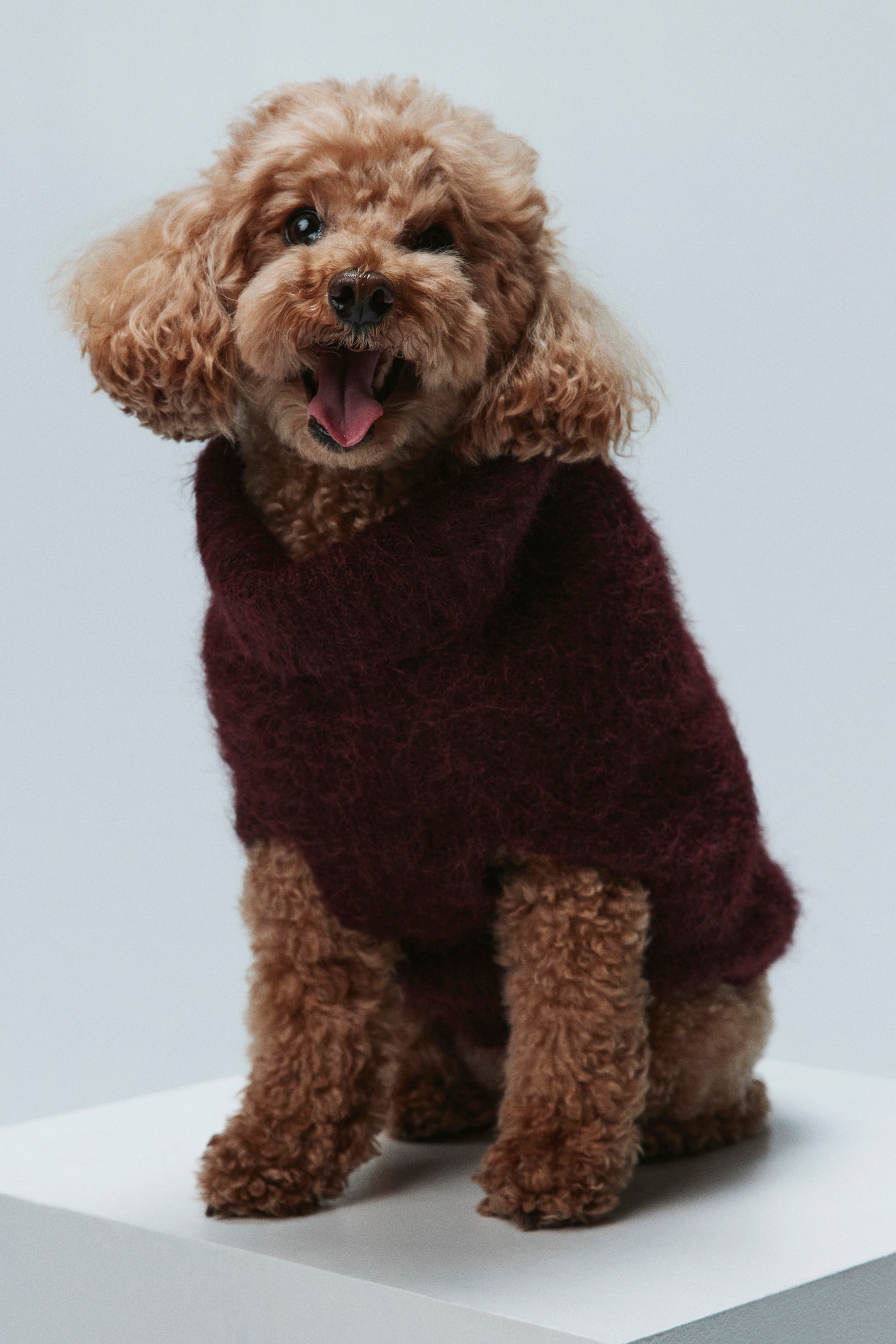 Größeres Bild ansehen: Flauschiger Hundepullover - Weinrot - Men | H&M DE 2