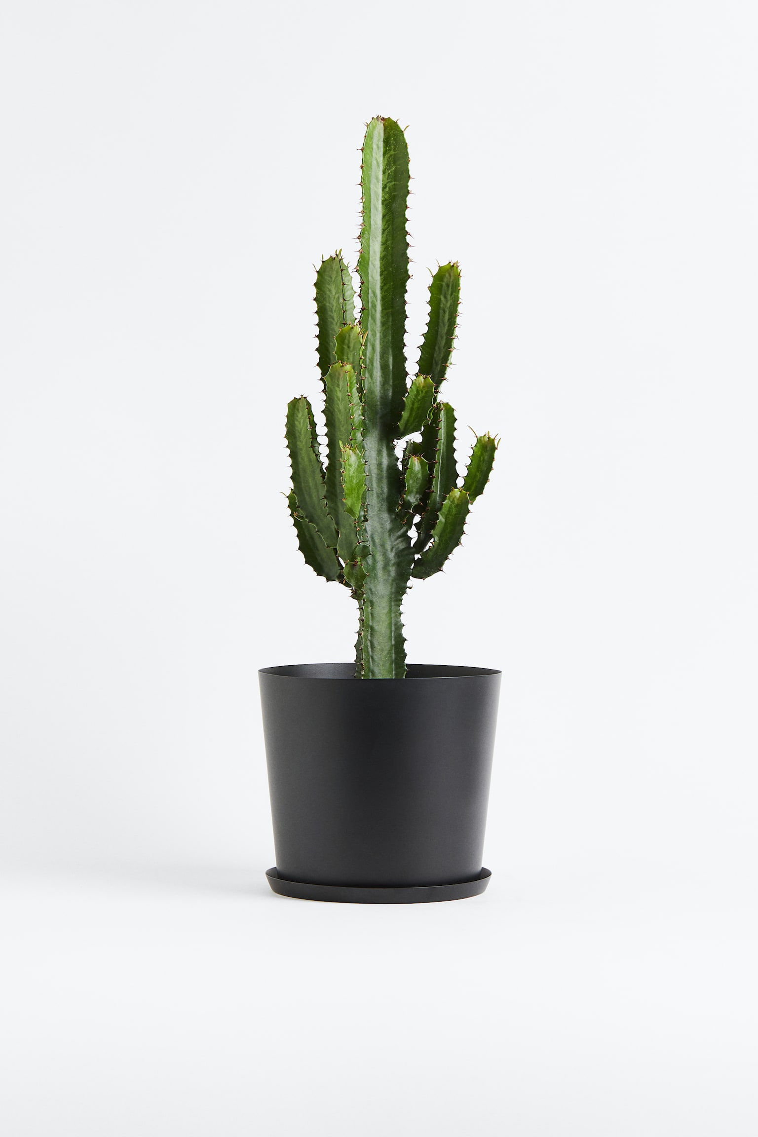 Euphorbia Cowboy Cactus - H 50cm - 1