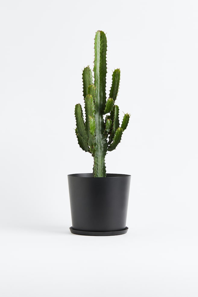 Euforbia candelabro - H 60cm - 1