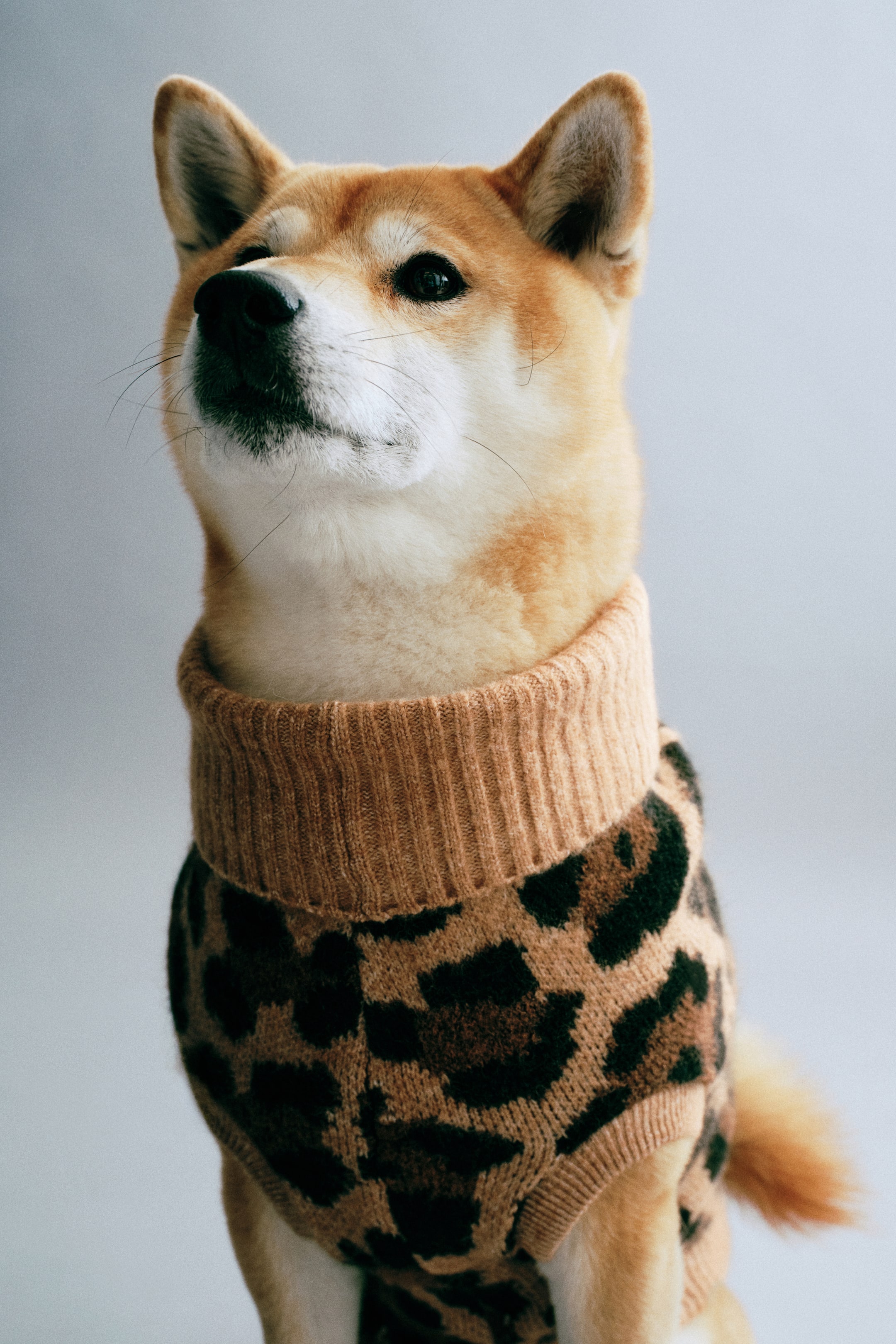 Chandail pour chien