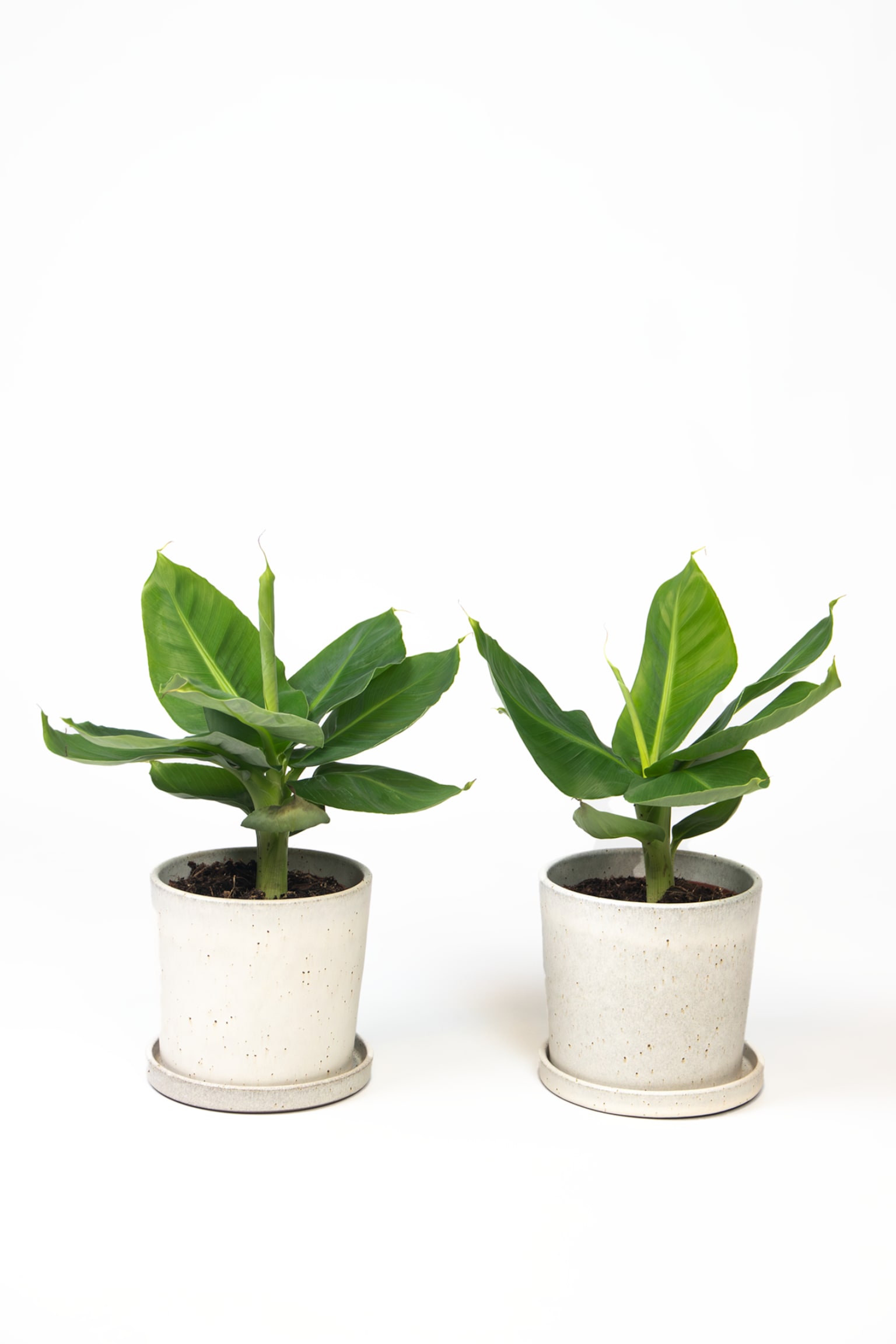 Bananenpflanze Musa Oriental Dwarf - 2er Set - H 25cm