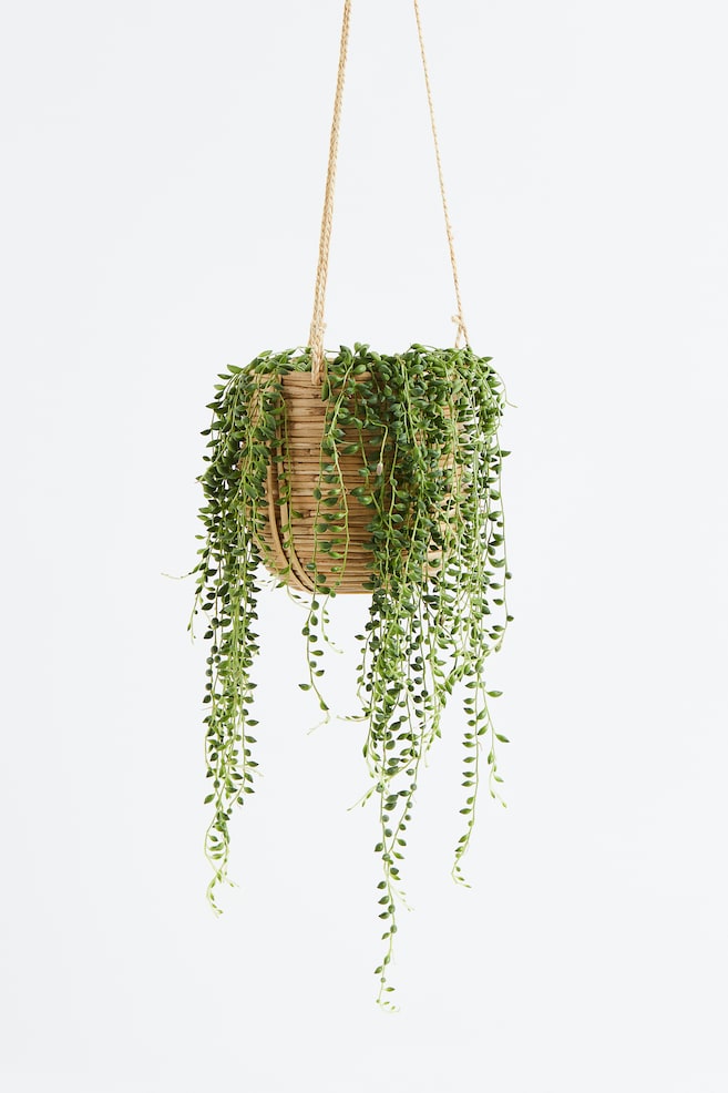 Senecio Rowleyanus - H 10cm - 1