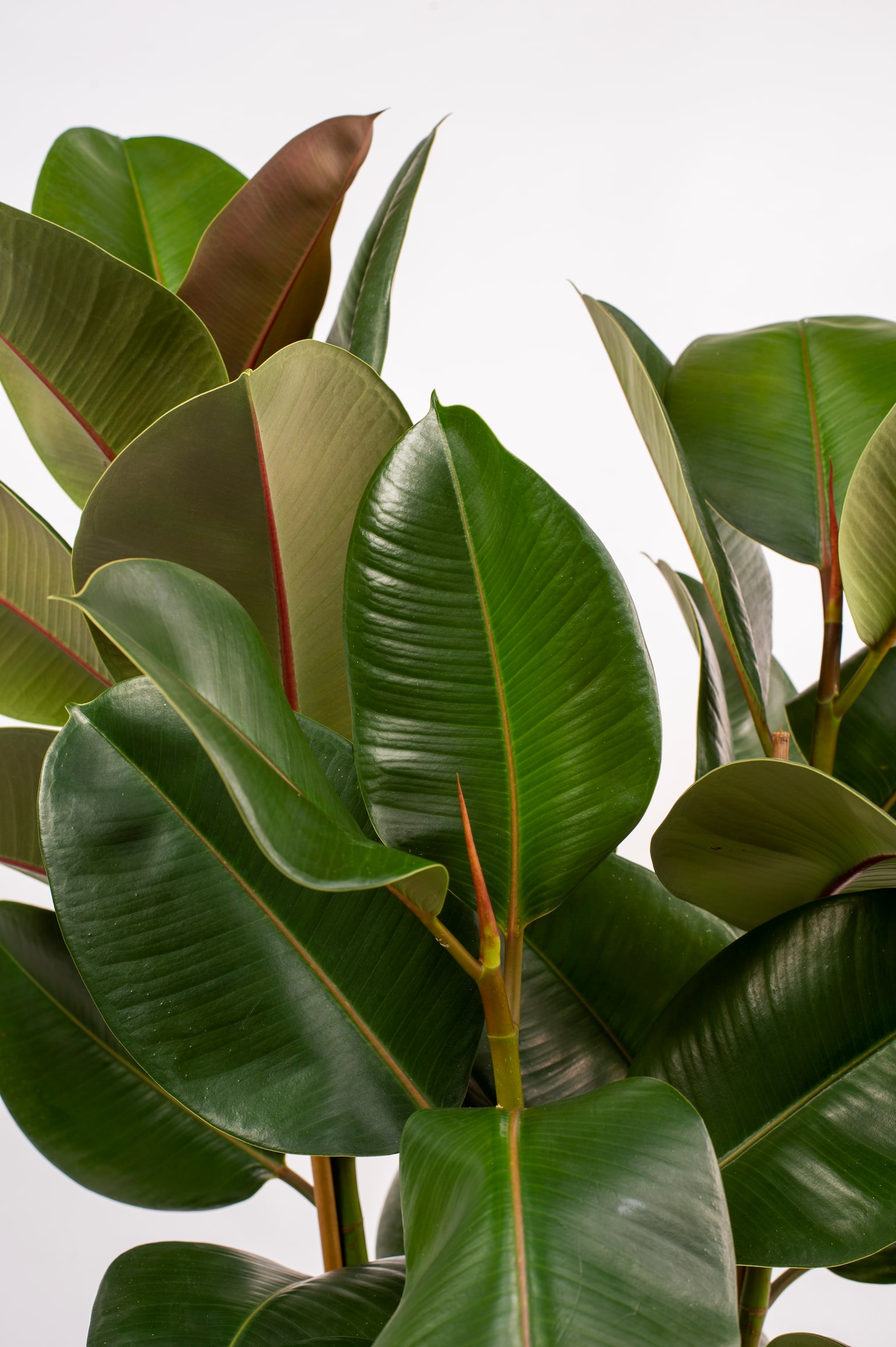 Rubber Plant - H90cm - 2