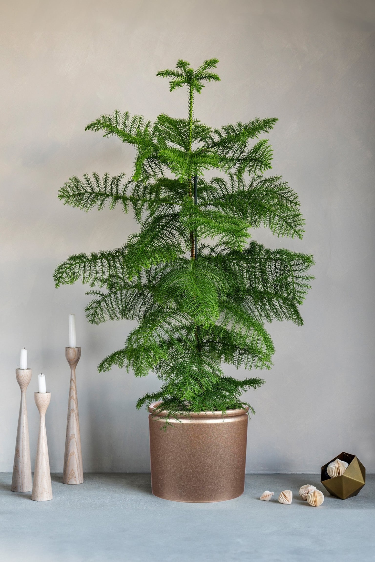 Norfolk Pine - Green - 2