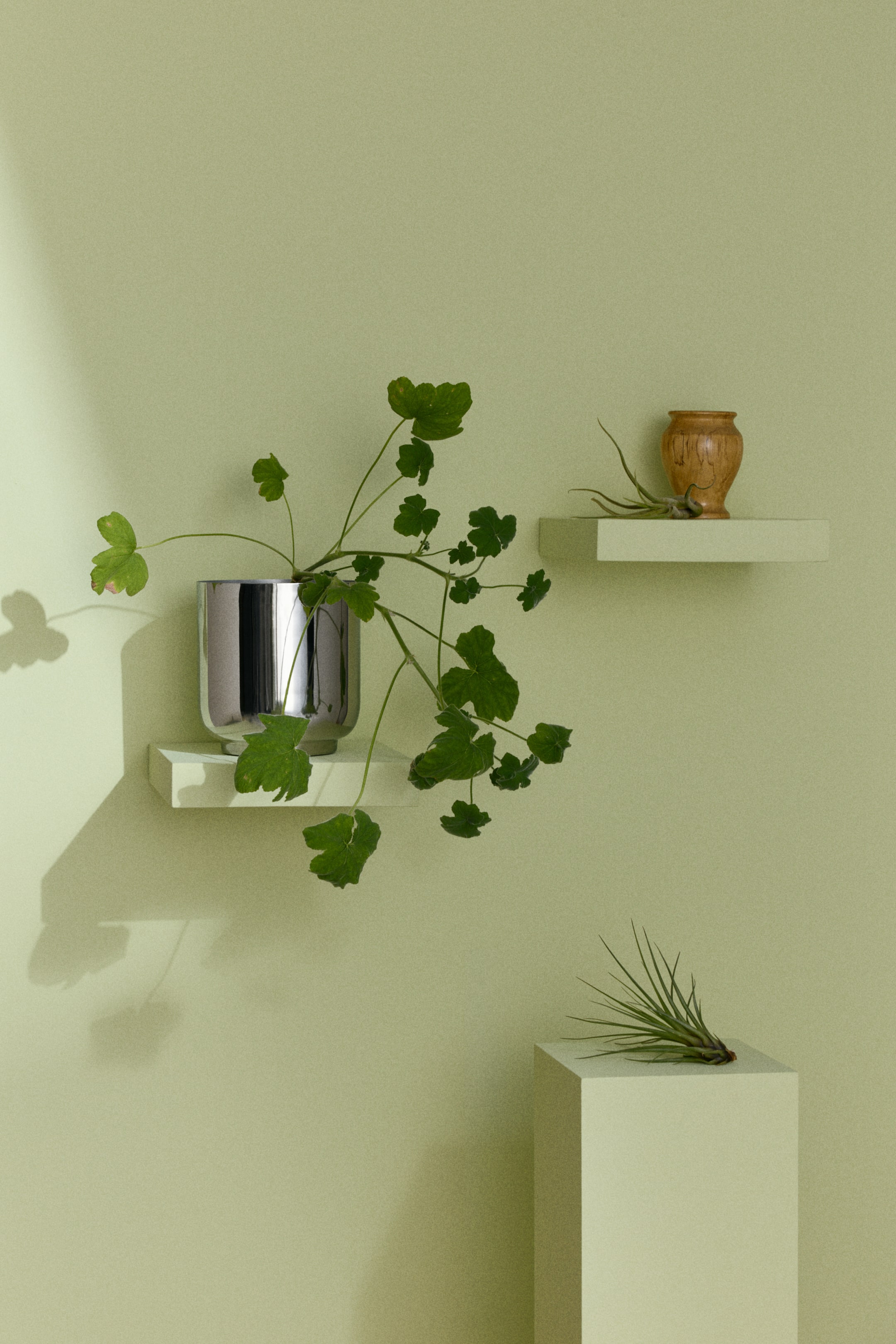 Visa större bild: En silverfärgad, cylindrisk planteringskruka med en något försänkt, rundad bas håller en grön växt med stora, rundade blad som svämmar över från toppen. Den står på en ljusgrön flytande hylla.