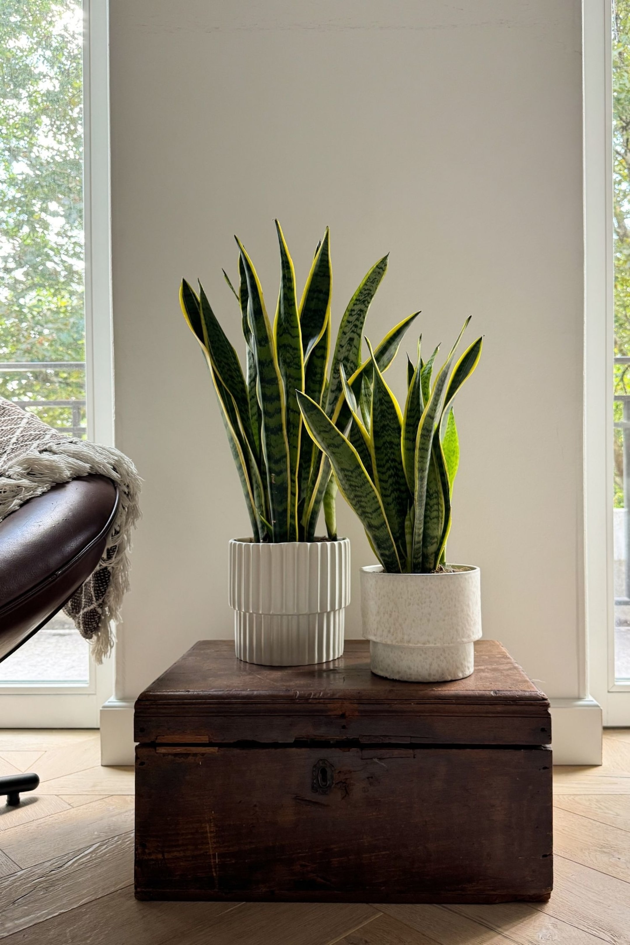 Visualizza immagine più grande: Sansevieria Laurentii - Set Di 2 - H 35cm - Plant in a Box - HOME | H&M IT 1
