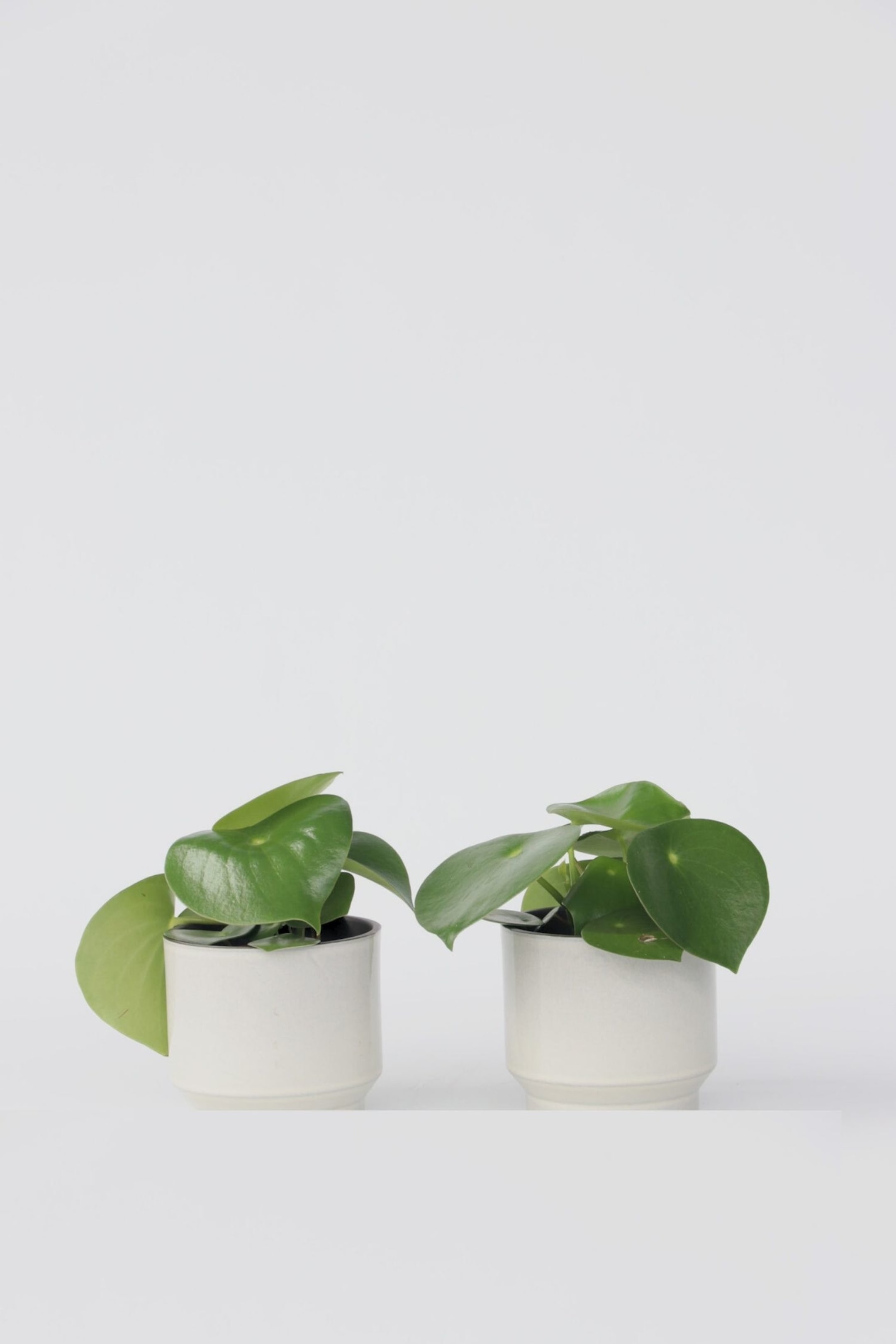 View larger image: Peperomia Raindrop - Set Of 2 - H 20cm - Plant in a Box - Home All | H&M GB 1